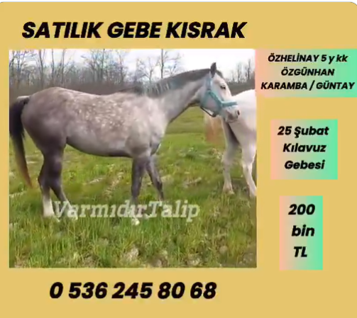 KILAVUZ GEBESİ  ÖZHELİNAY