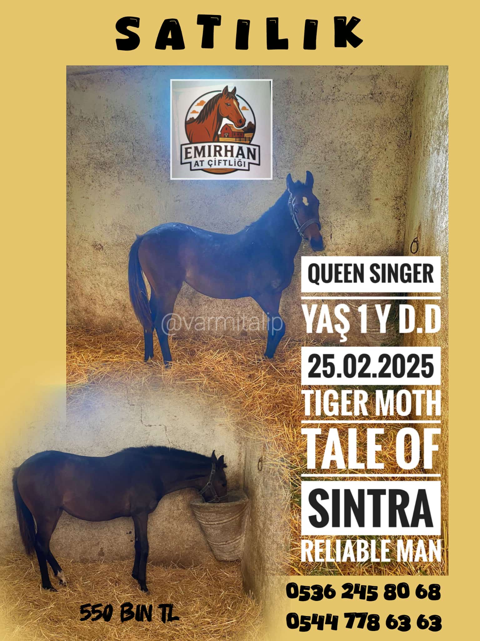 QUEEN SINGER