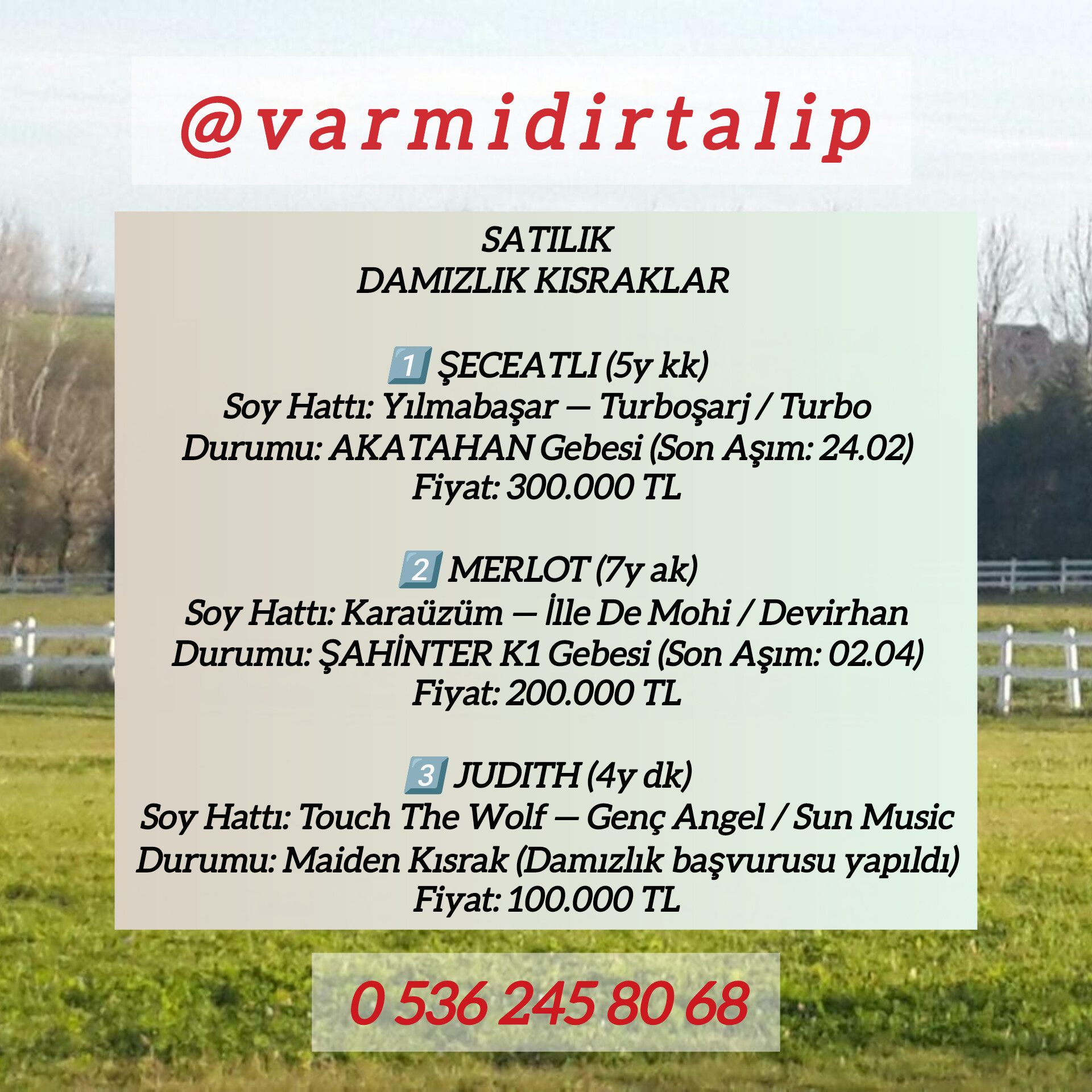 SATILIK GEBE DAMIZLIKLAR