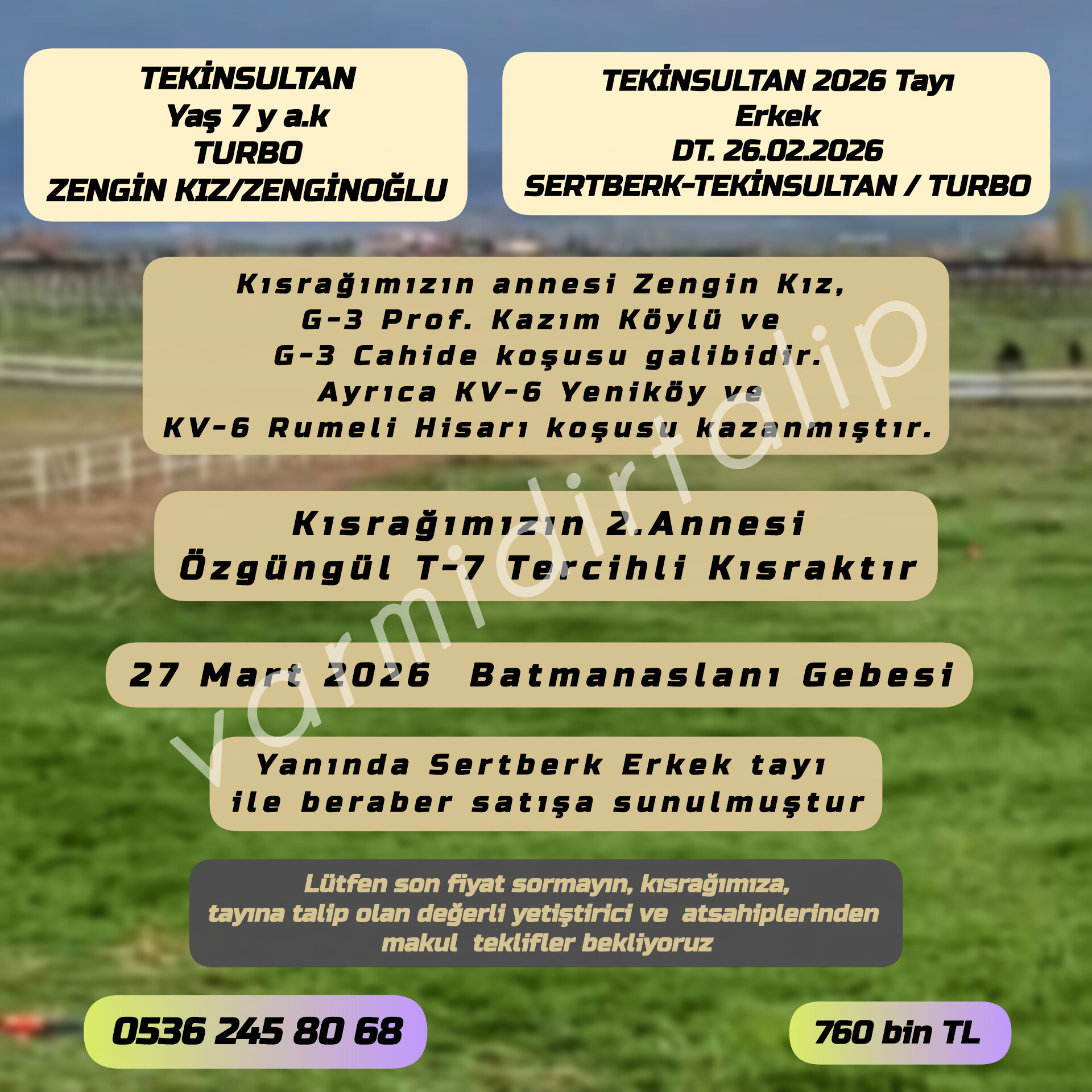 YANINDA SERTBERK ERKEK TAYI İLE BERABER SATILIK HARİKA KAN TEKİNSULTAN (BATMANASLANI GEBESİ)