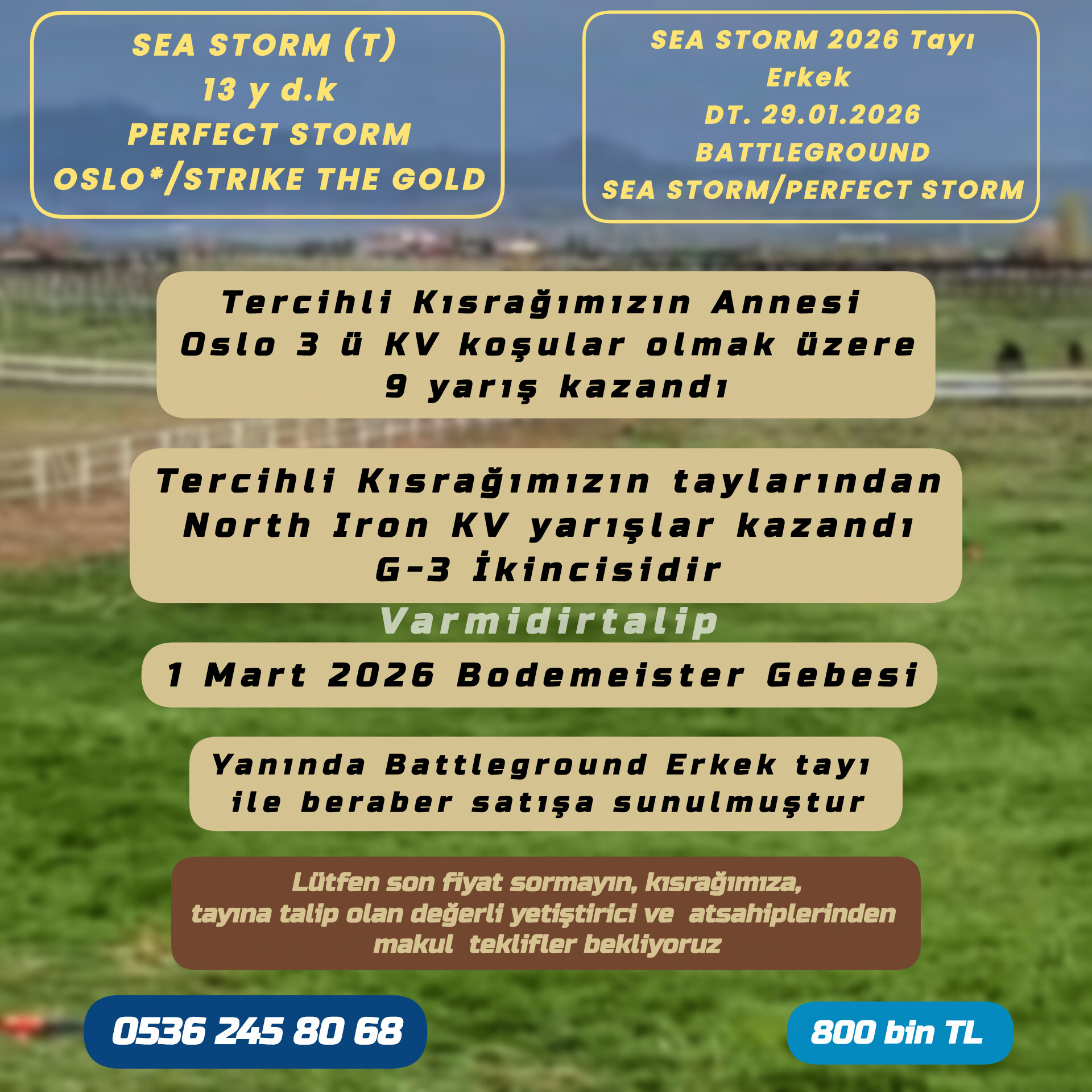 (S A T I L D I )BODEMEISTER GEBESİ TERCİHLİ KISRAK SEA STORM,YANINDA BATTLEGROUND ERKEK TAYI İLE BERABER    ( S A T I L D I )