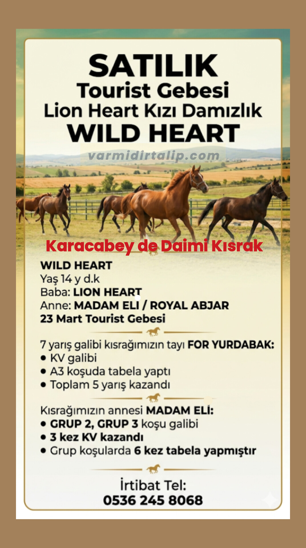 TOURIST GEBESİ KARACABEY TJK DA DAİMİ LION HEART KIZI KISRAK WILD HEART