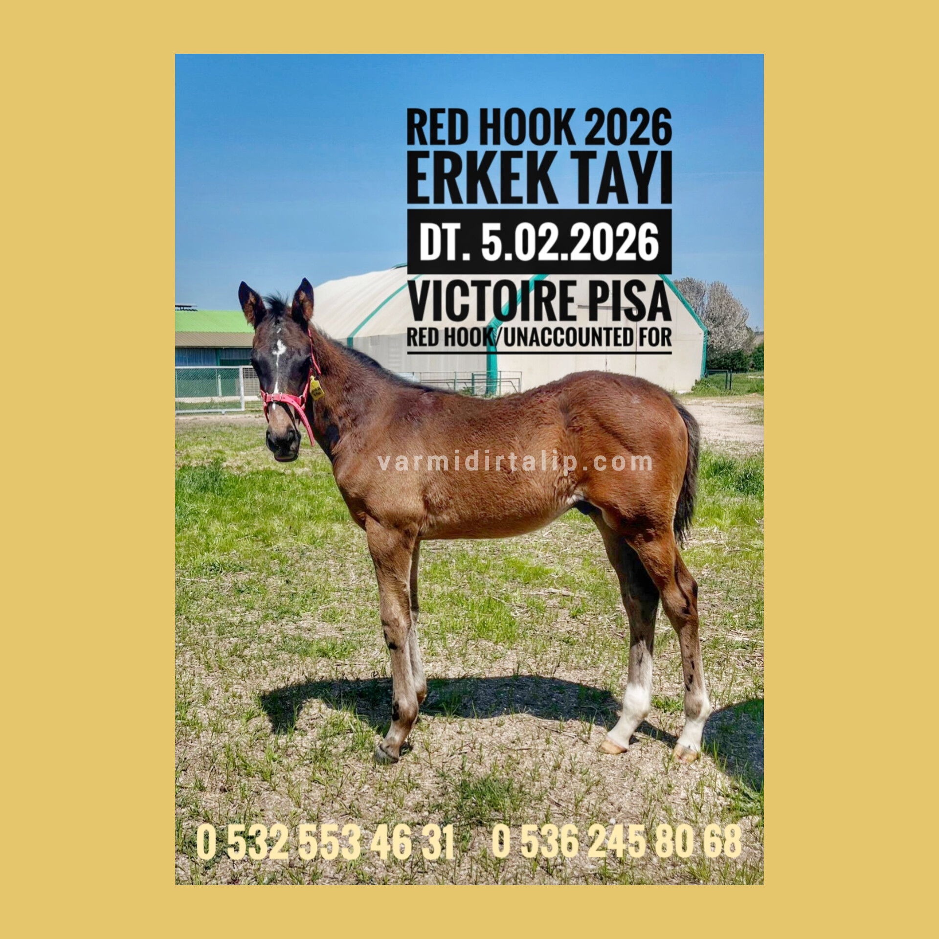 SATILIK VICTOIRE PISA ERKEK TAYI RED HOOK 2026