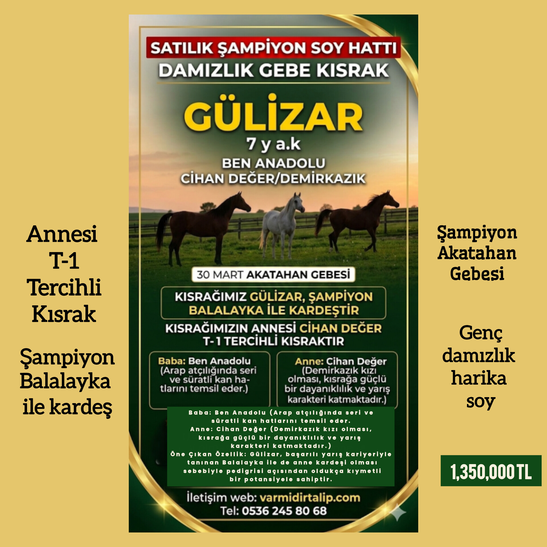 ŞAMPİYON AKATAHAN GEBESİ GÜLİZAR  SATIŞA SUNULDU (ŞAMPİYON BALALAYKA İLE KARDEŞ) ANNESİ T1 TERCİHLİ