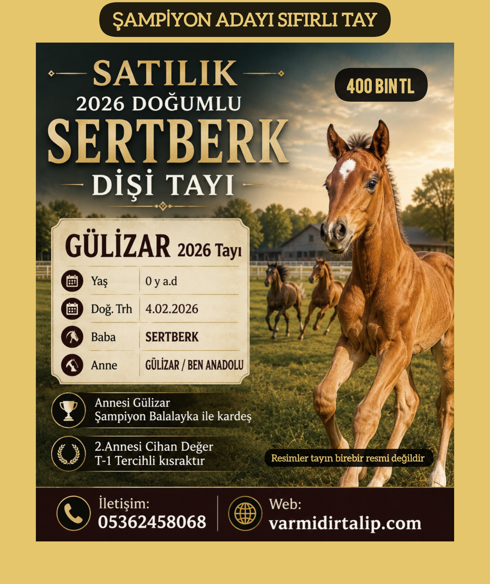 ŞAMPİYON ADAYI SERTBERK & GÜLİZAR 2026 Tayı(ANNESİ BALALAYKA İLE KARDEŞ)