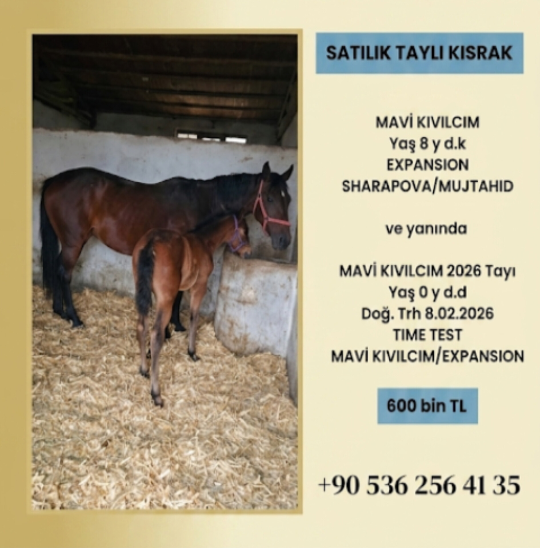 SATILIK DAMIZLIK KISRAK MAVİ KIVILCIM ve TIME TEST DİŞİ TAYI İLE BERABER