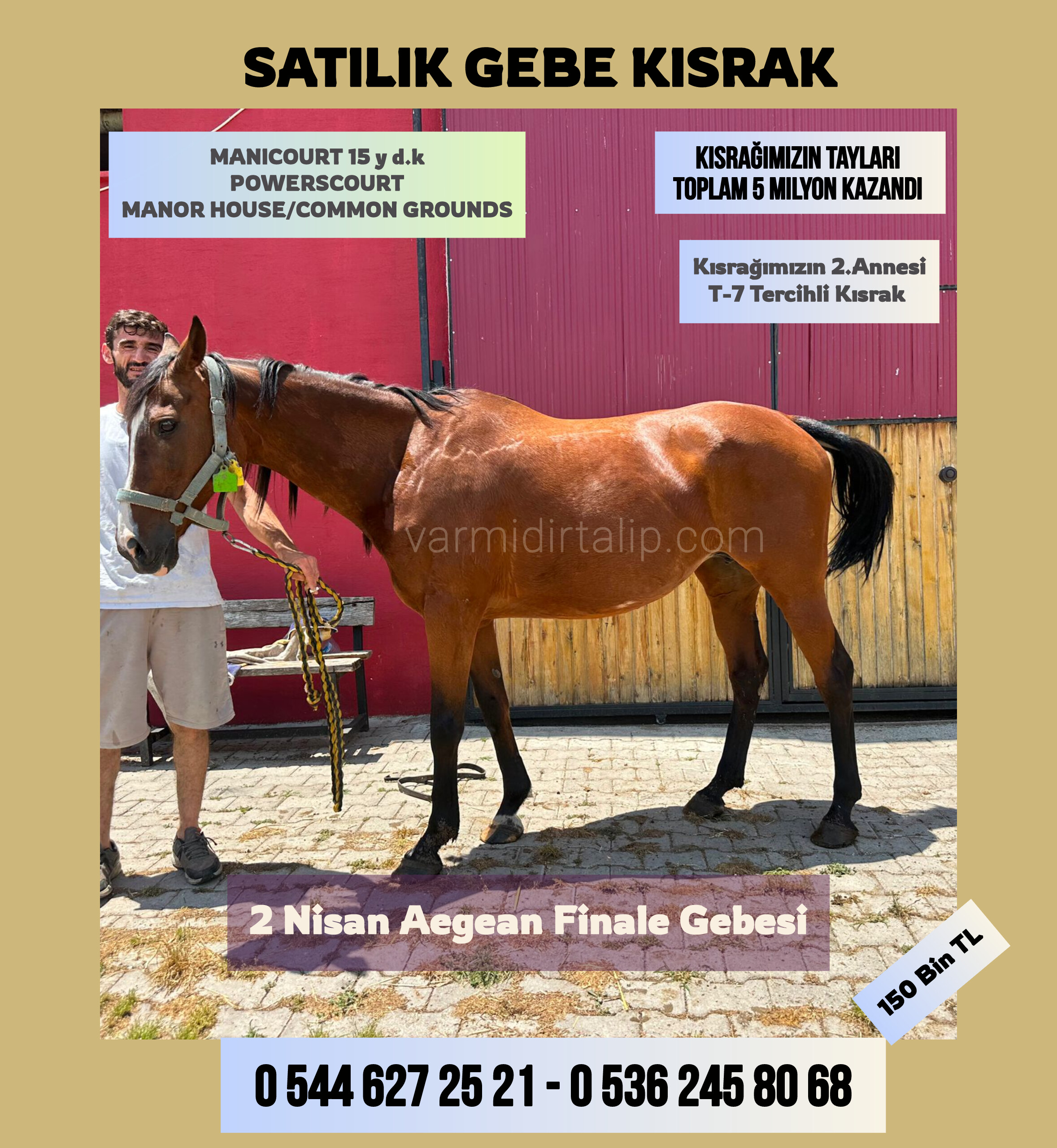 AEGEAN FINALE GEBESİ DAMIZLIK KISRAK MANICOURT