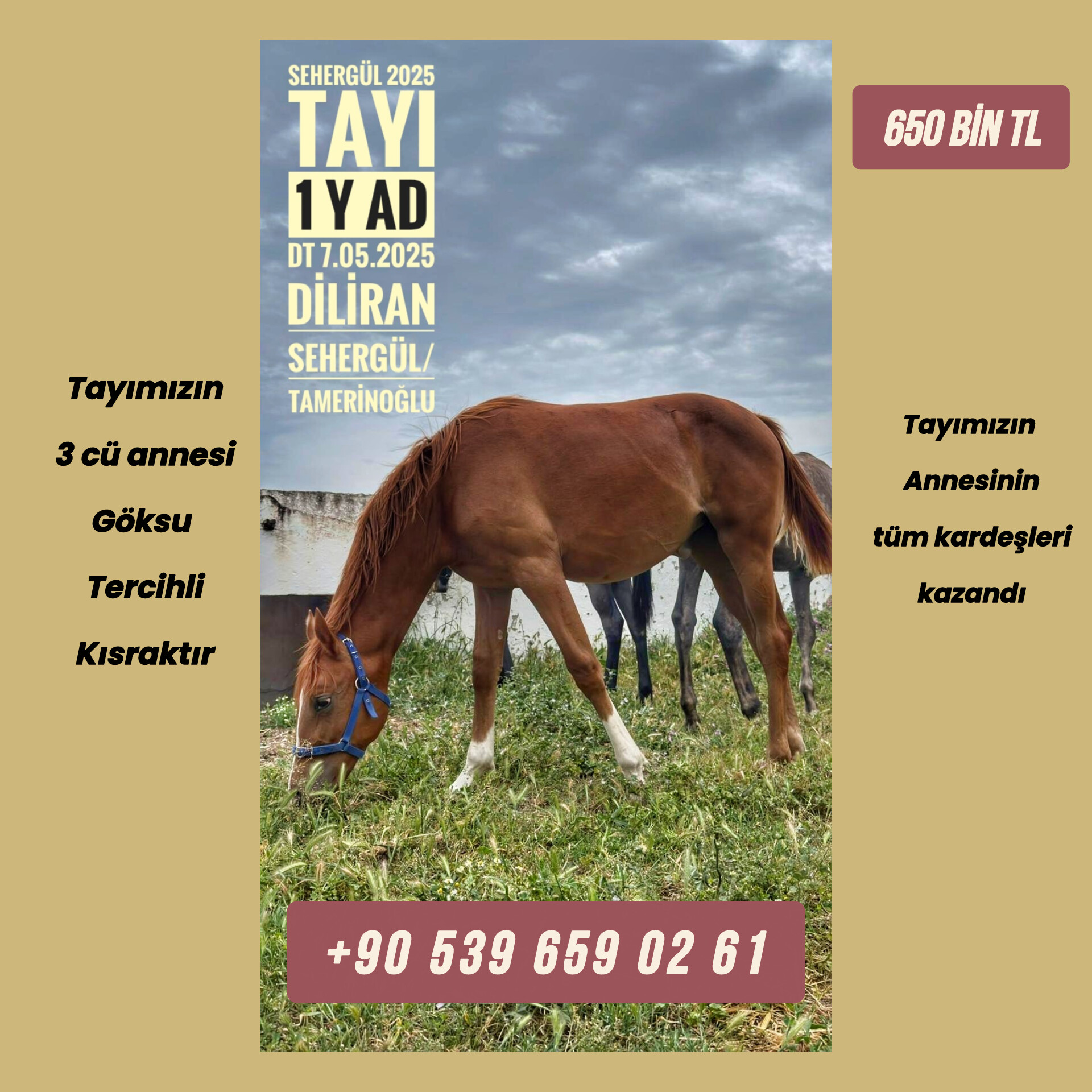 3 cü ANNESİ TERCİHLİ KISRAK DİLİRAN-SEHERGÜL 2025 Tayı