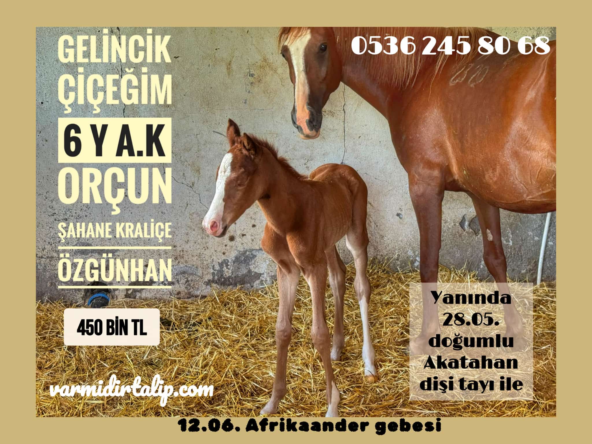 AFRİKAANDER GEBESİ YANINDA AKATAHAN TAYI İLE BERABER SATILIK DAMIZLIK GELİNCİK ÇİÇEĞİM