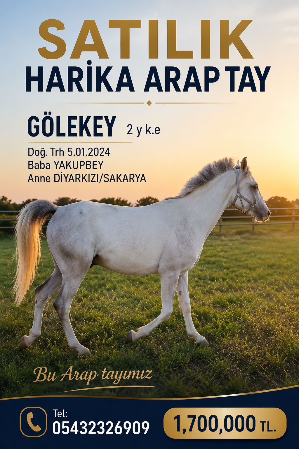 SATILIK YAKUPBEY ERKEK TAY GÖLEKEY