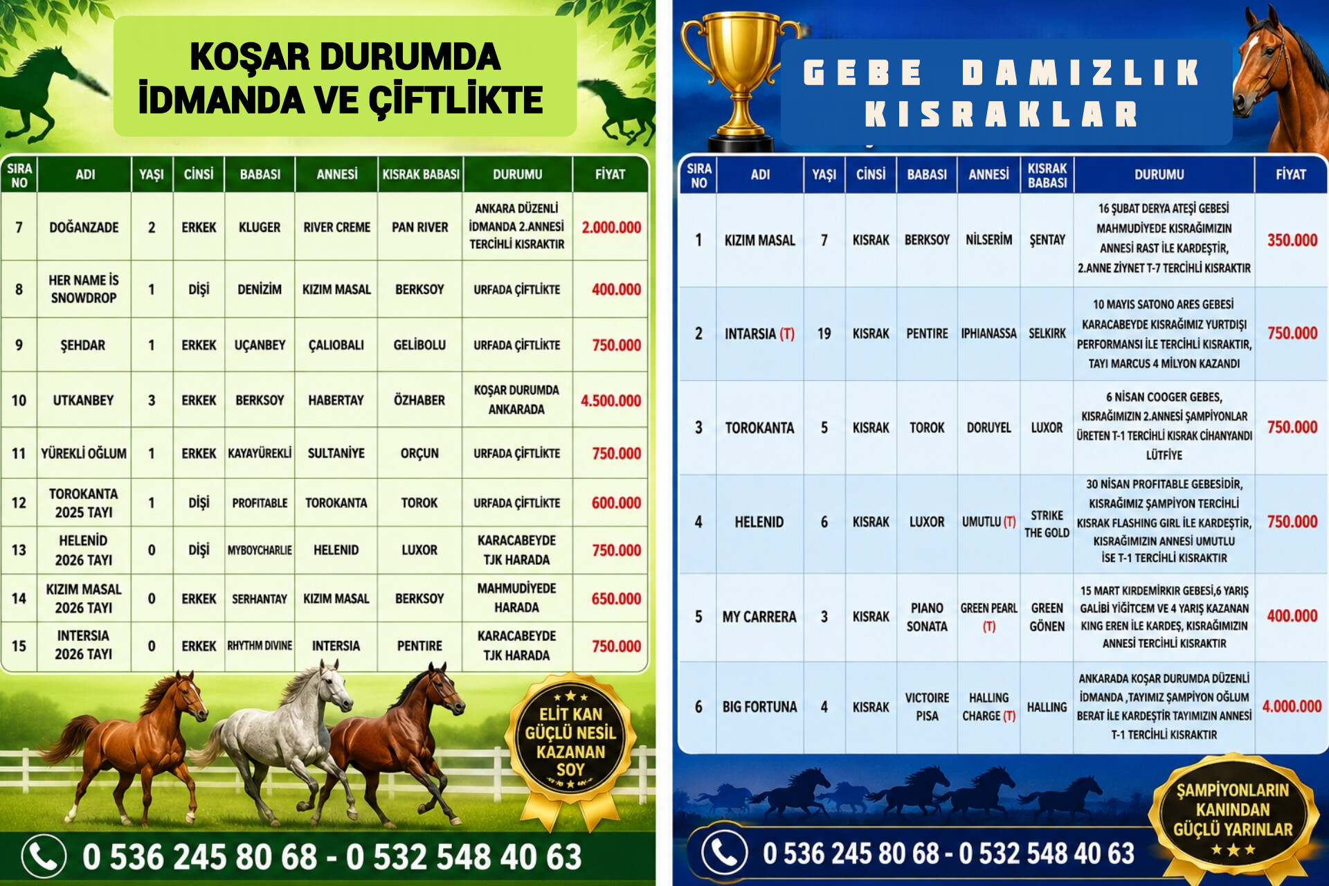 SATILIK TERCİHLİ GEBE KISRAKLAR,KOŞAR DURUMDA ATLAR VE ELİT TAYLAR 