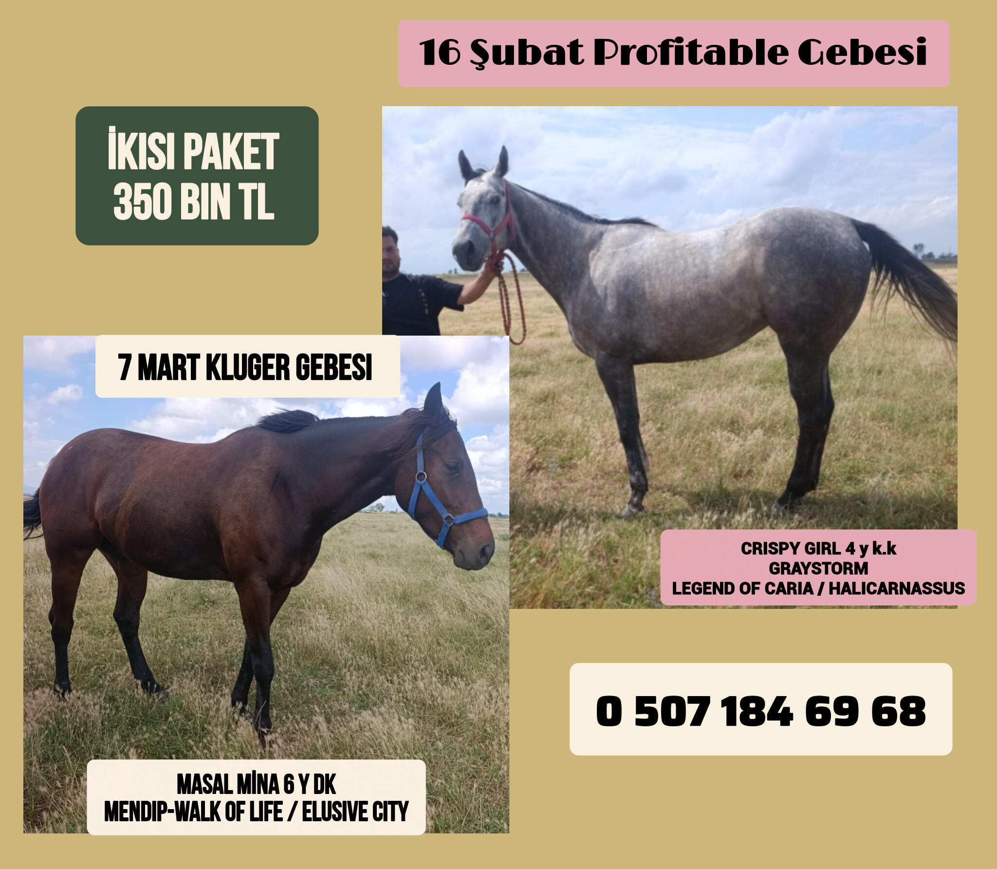 PROFITABLE VE KLUGER GEBESİ 2 KISRAK PAKET HALİNDE 350 BİN TL