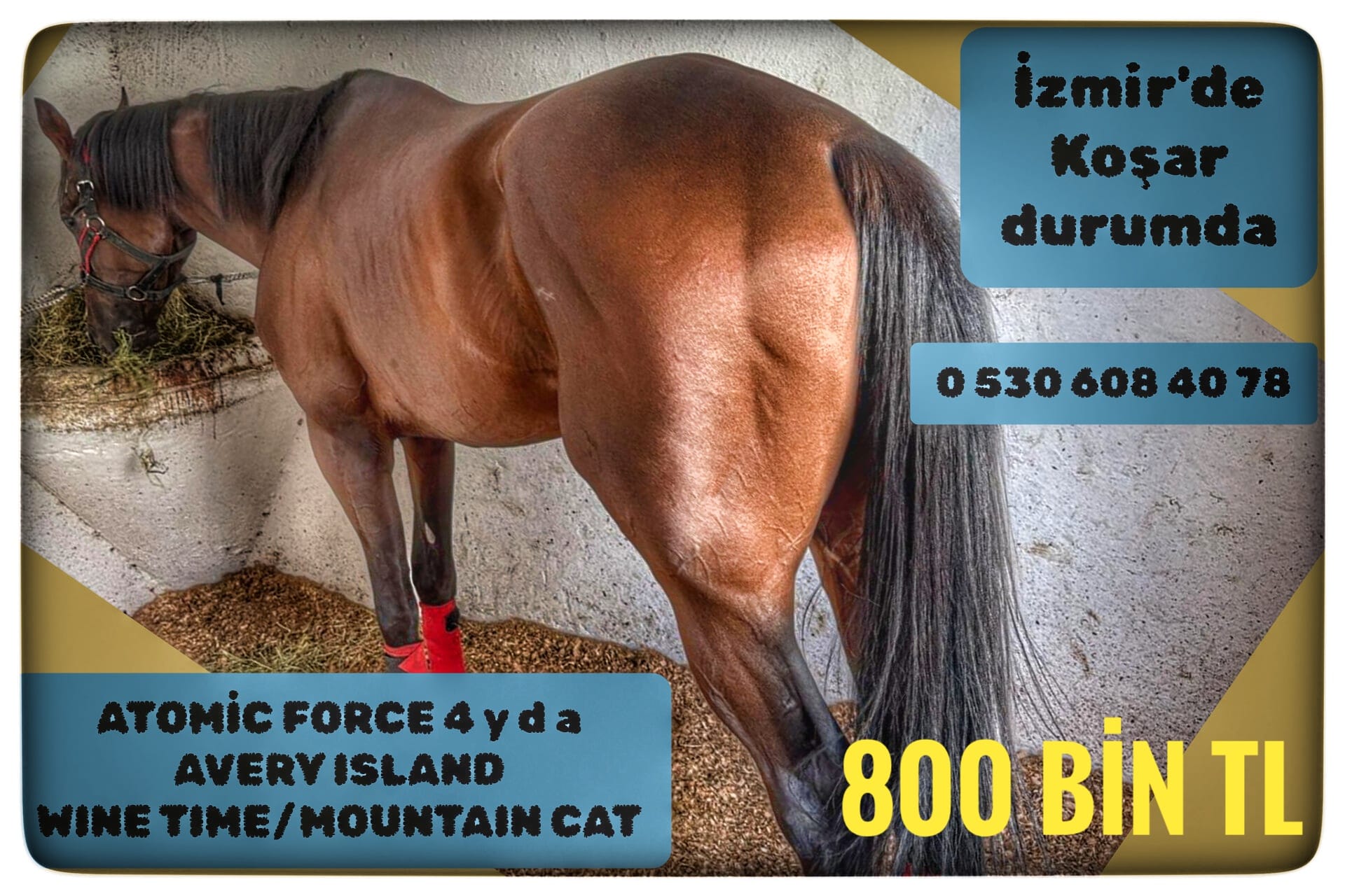 İZMİR'DE KOŞAR DURUMDA ATOMİC FORCE