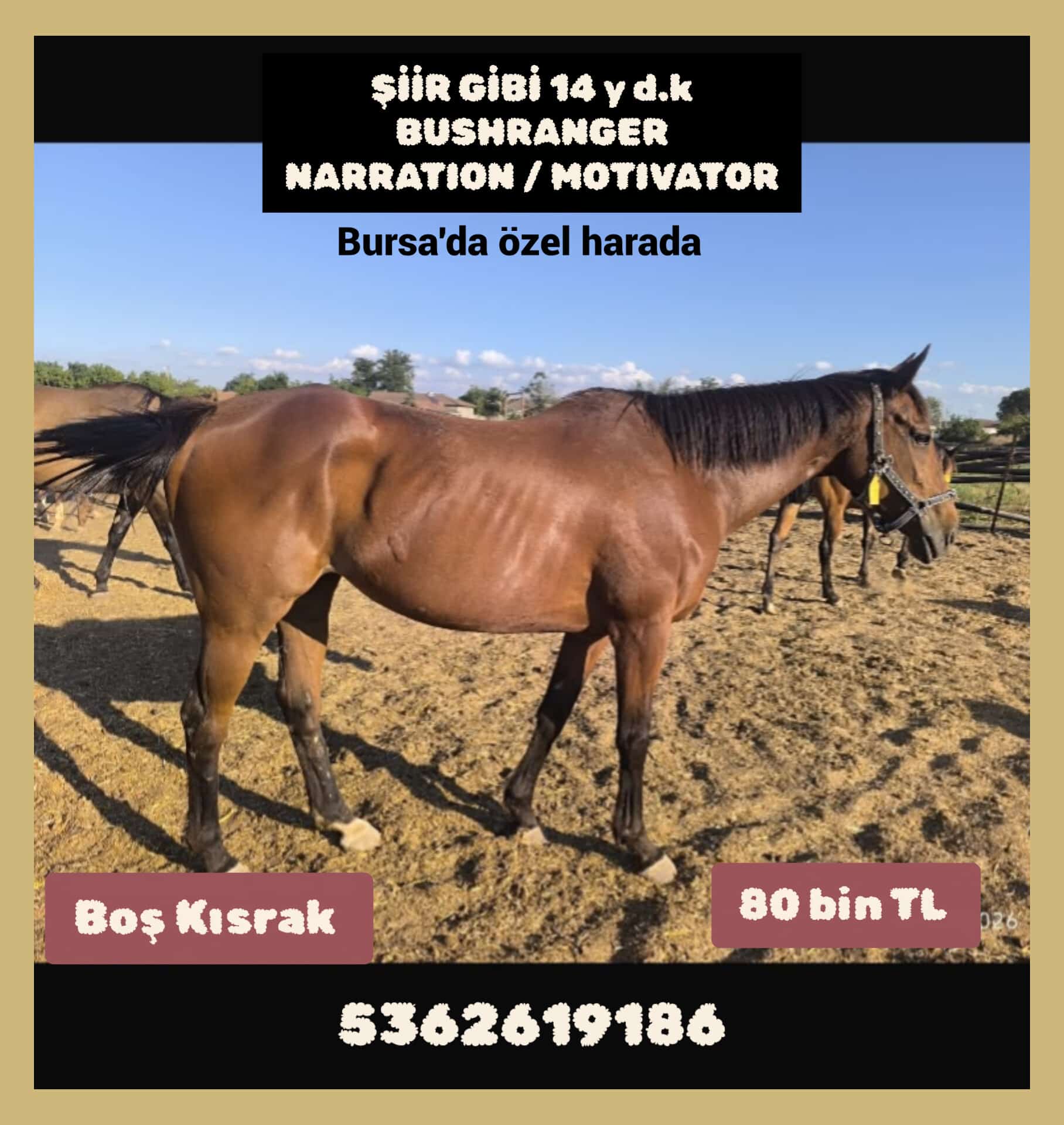BOŞ DAMIZLIK KISRAK ŞİİR GİBİ,80 BİN TL