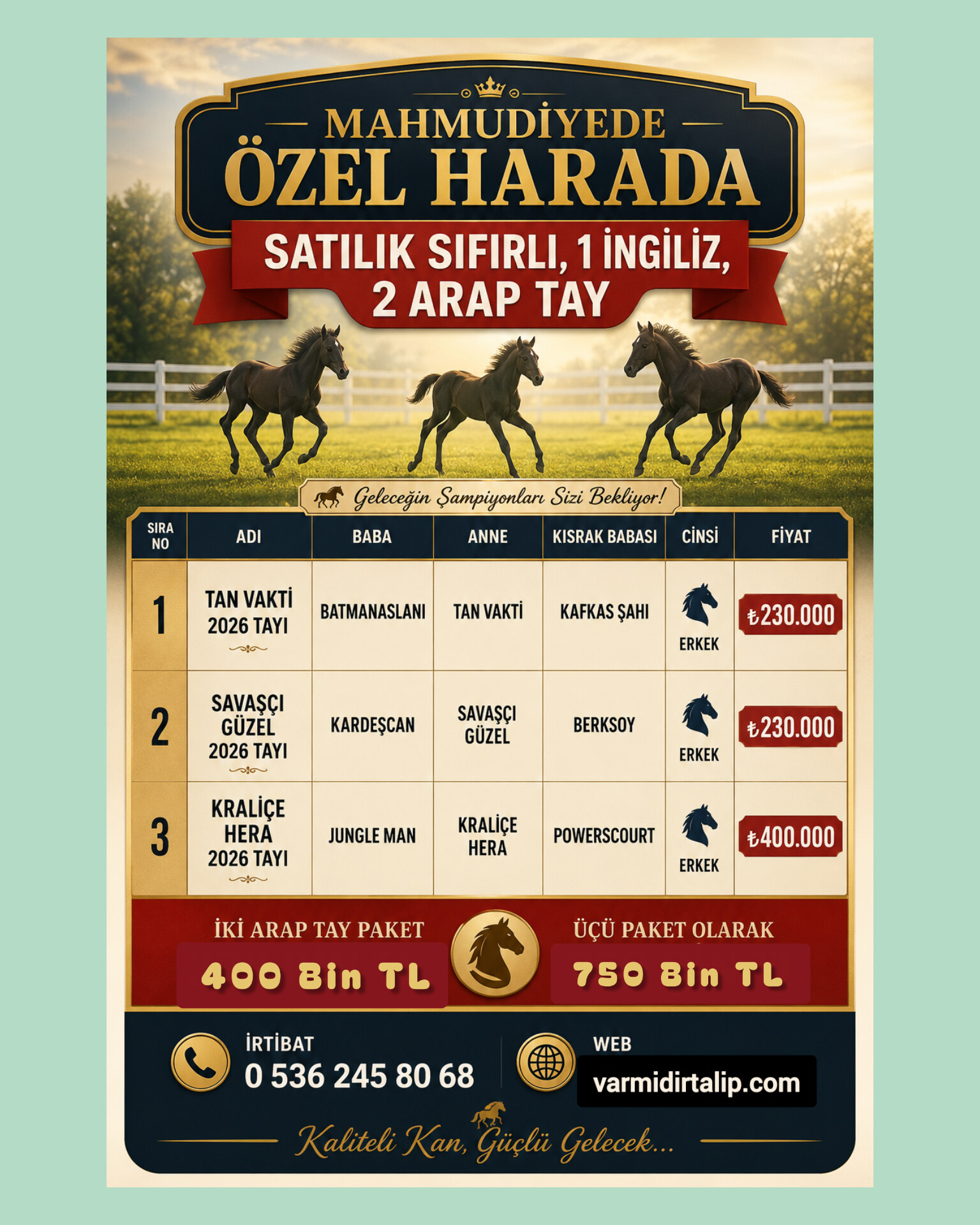 2026 DOĞUMLU ERKEK ARAP VE İNGİLİZ TAYLAR 