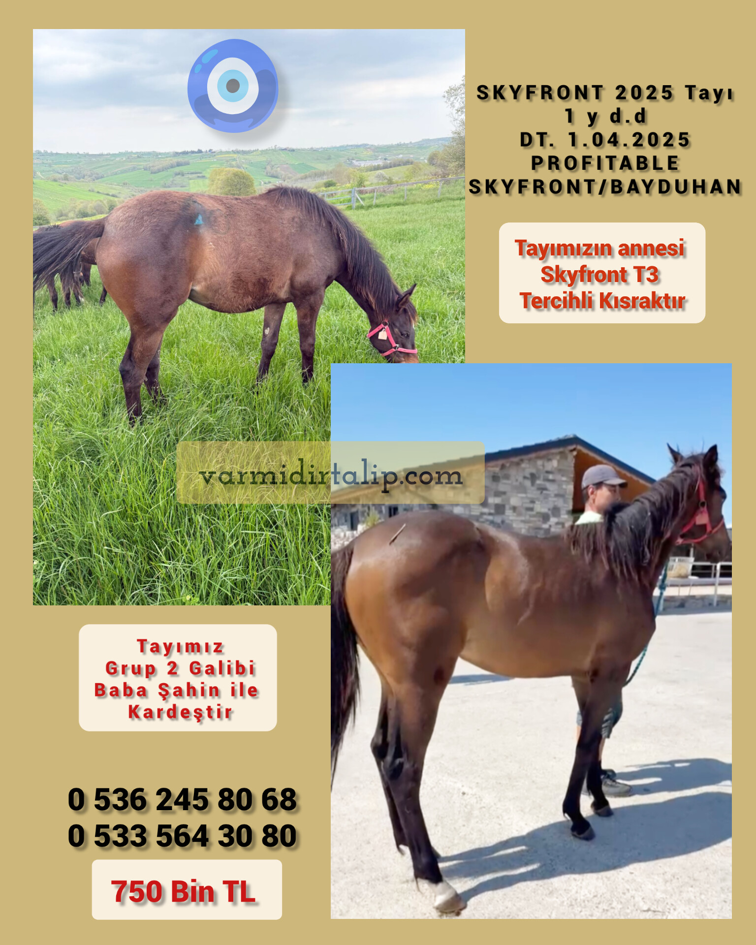 Annesi Tercihli Kısrak PROFITABLE - SKYFRONT 2025 Tayı (BABA ŞAHİN ile kardeş)