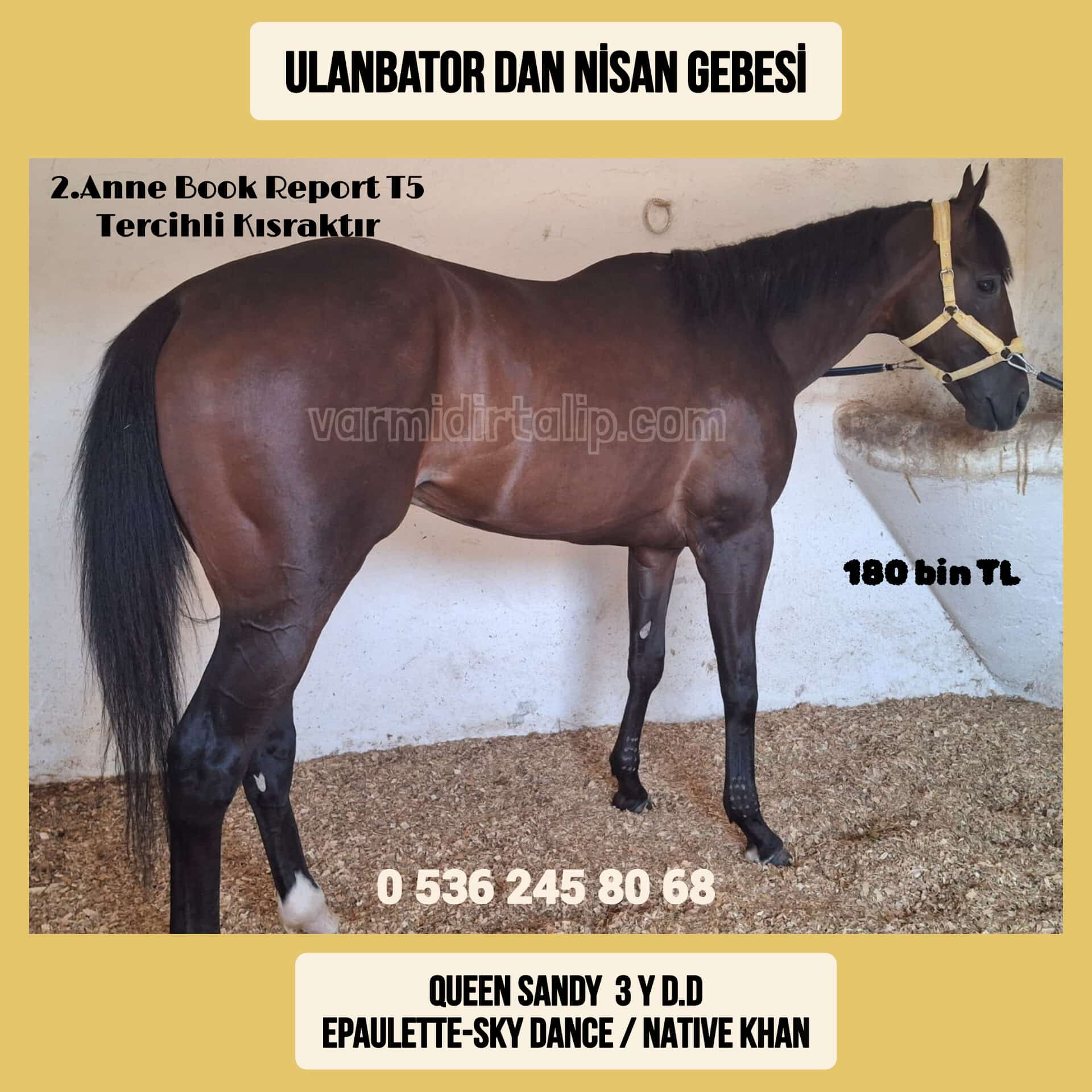 ULAN BATOR DAN NİSAN GEBESİ (EPAULETTE KIZI)DAMIZLIK QUEEN SANDY