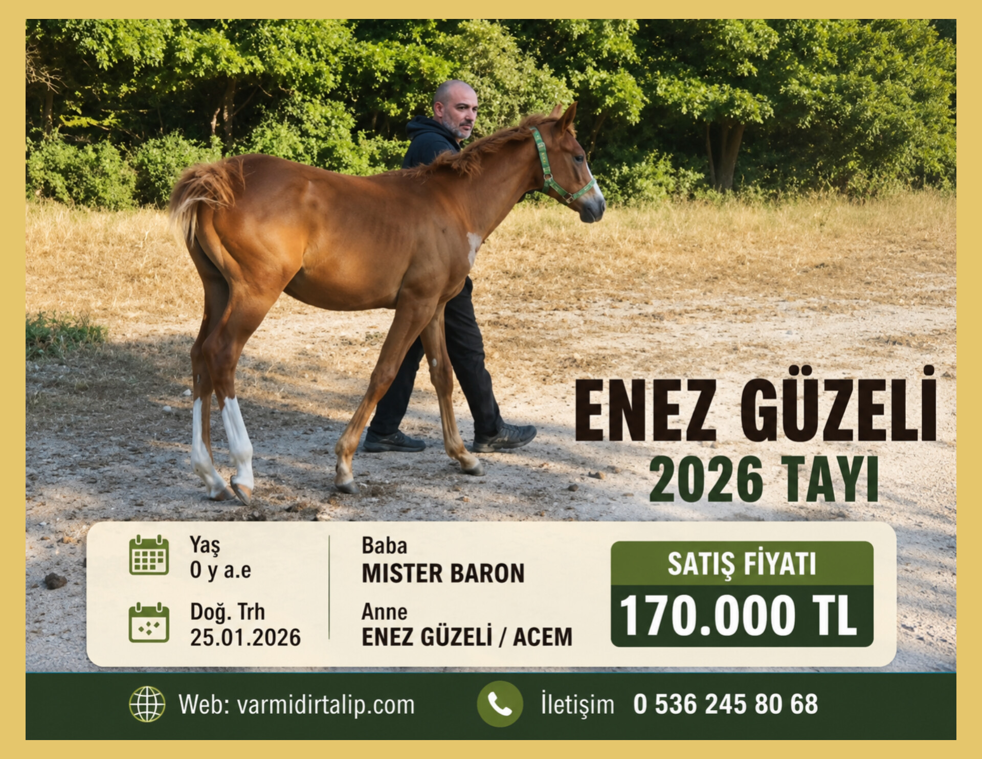 ERKEK MISTER BARON-ENEZ GÜZELİ 2026 Tayı (170 bin TL)