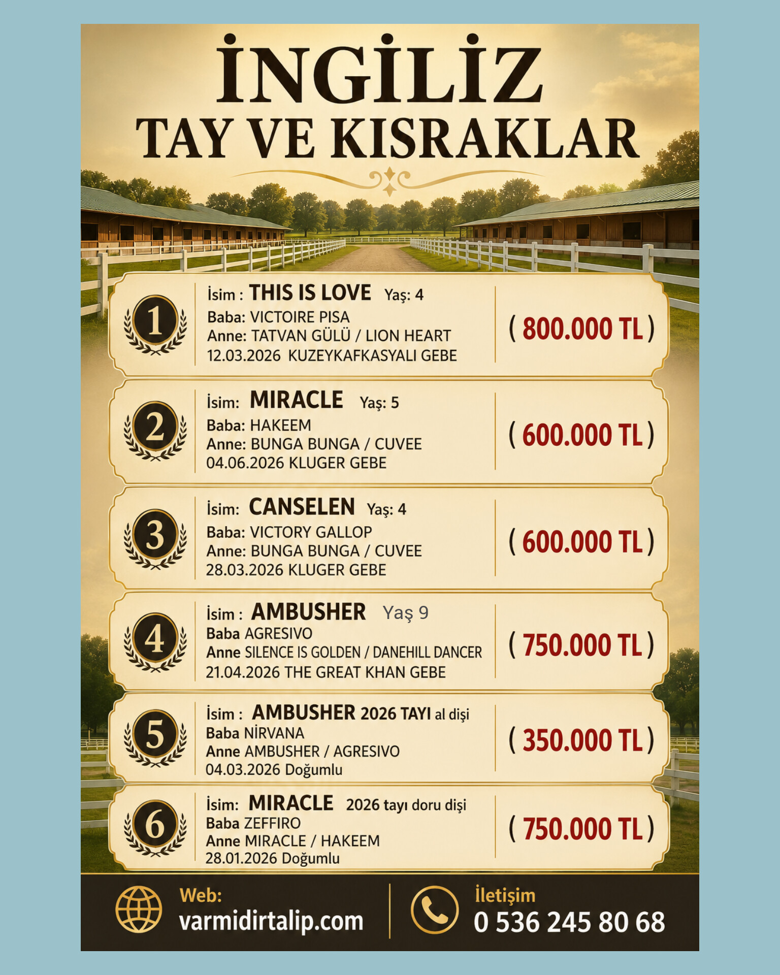 SATILIK İNGİLİZ TAYLAR VE KISRAKLAR