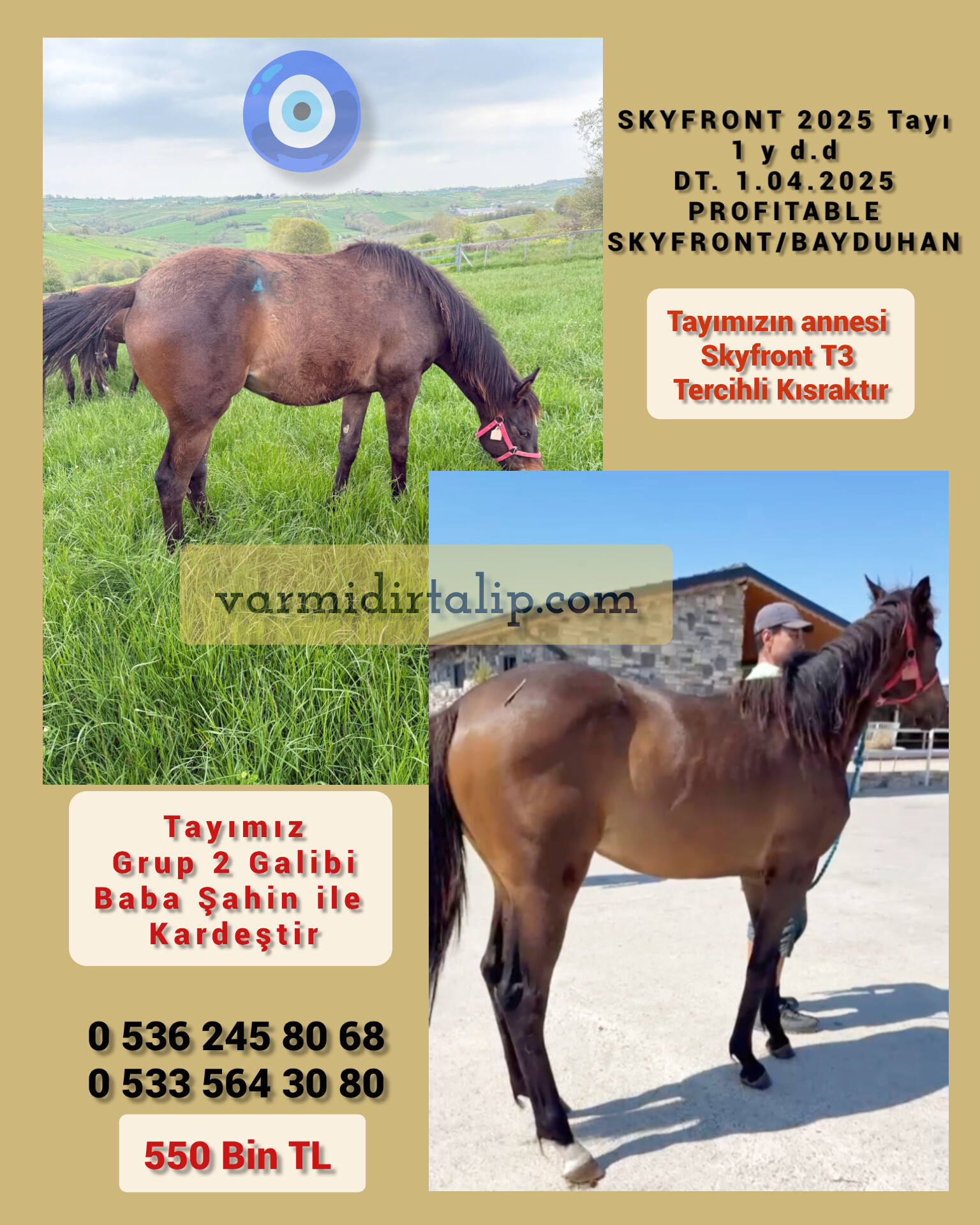 Annesi Tercihli Kısrak PROFITABLE - SKYFRONT 2025 Tayı (BABA ŞAHİN ile kardeş)