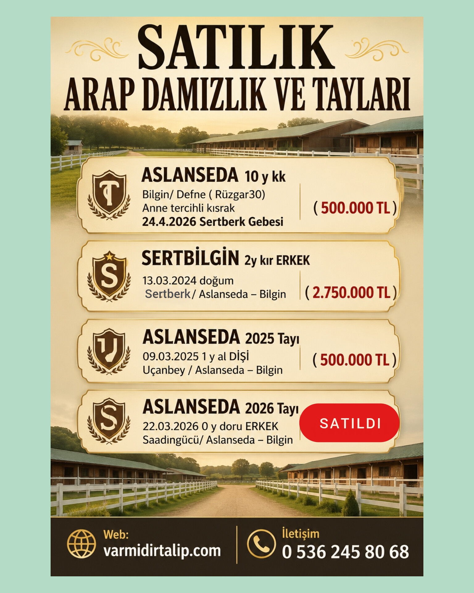 SATILIK ARAP DAMIZLIK ASLANSEDA VE 3 TAYI (Aslanseda2026 tayı SATILDI)