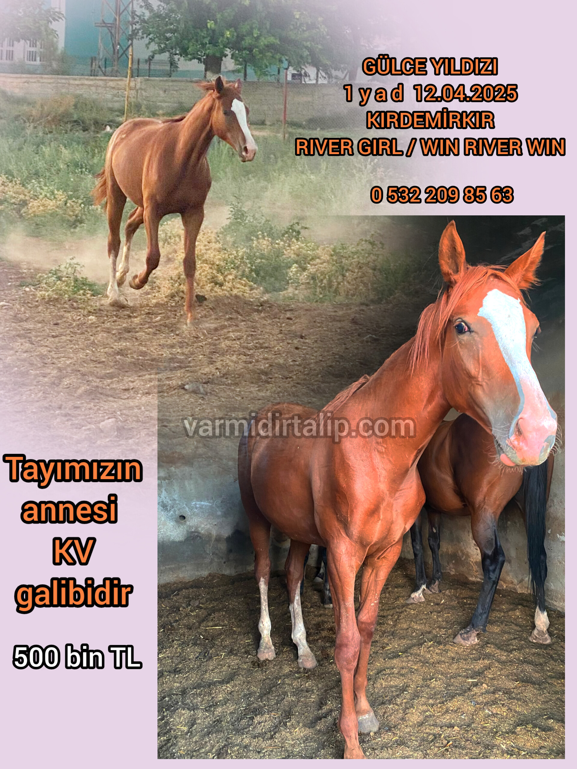 Baba:KIRDEMİRKIR 1 BUÇUKLU DİŞİ TAY, ANNE: KV GALİBİ RIVER GIRL (GÜLCE YILDIZI)