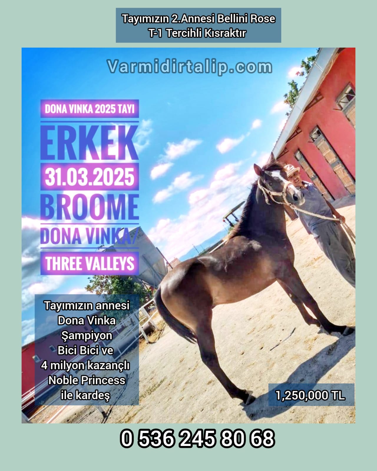 1 YŞ. BROOME ERKEK TAYI (ANNESİ DONA VINKA BİCİ BİCİ İLE KARDEŞ)