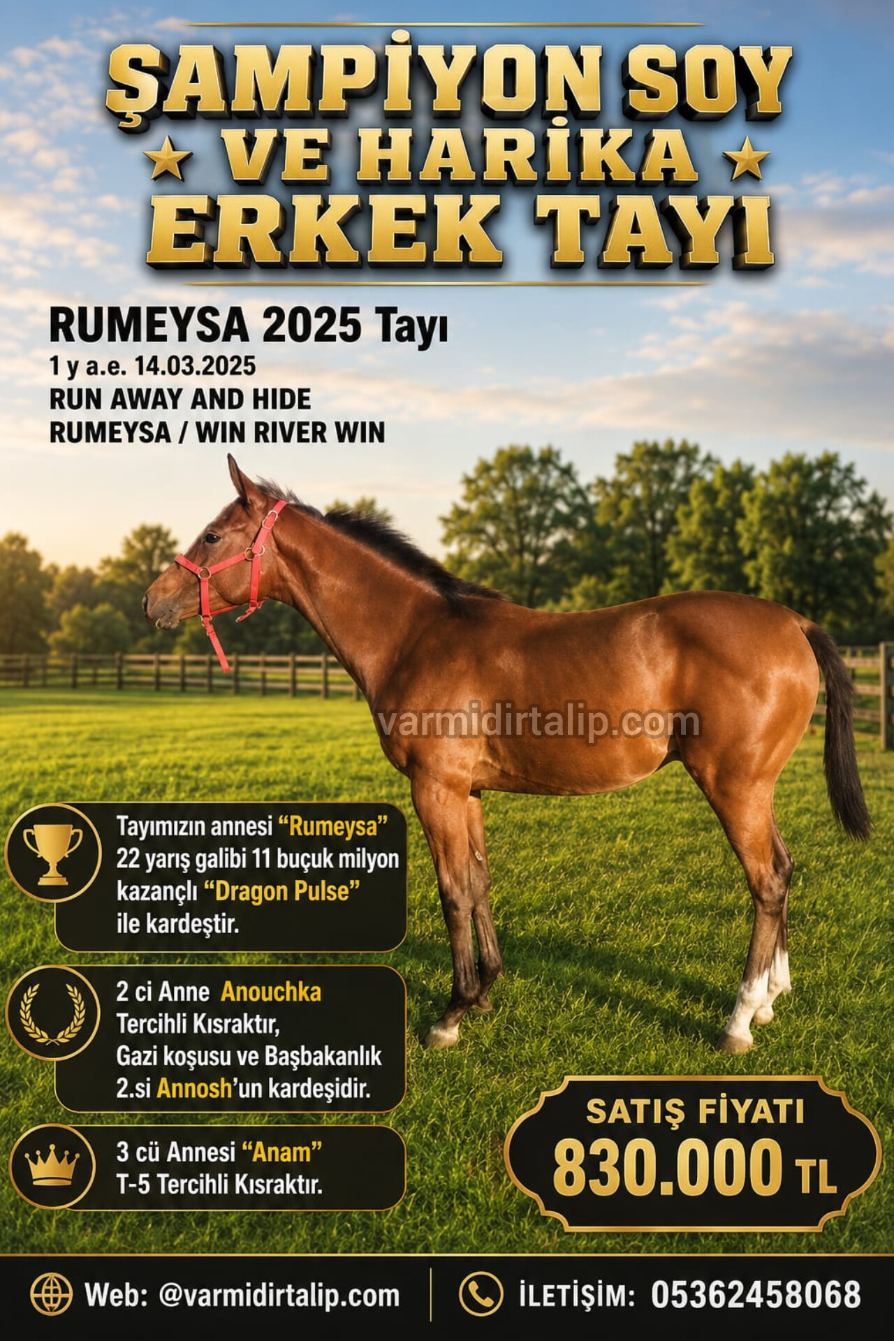 Şampiyonlar sülalesi RUMEYSA 2025 Erkek Tayı (Baba:Run Away And Hide)