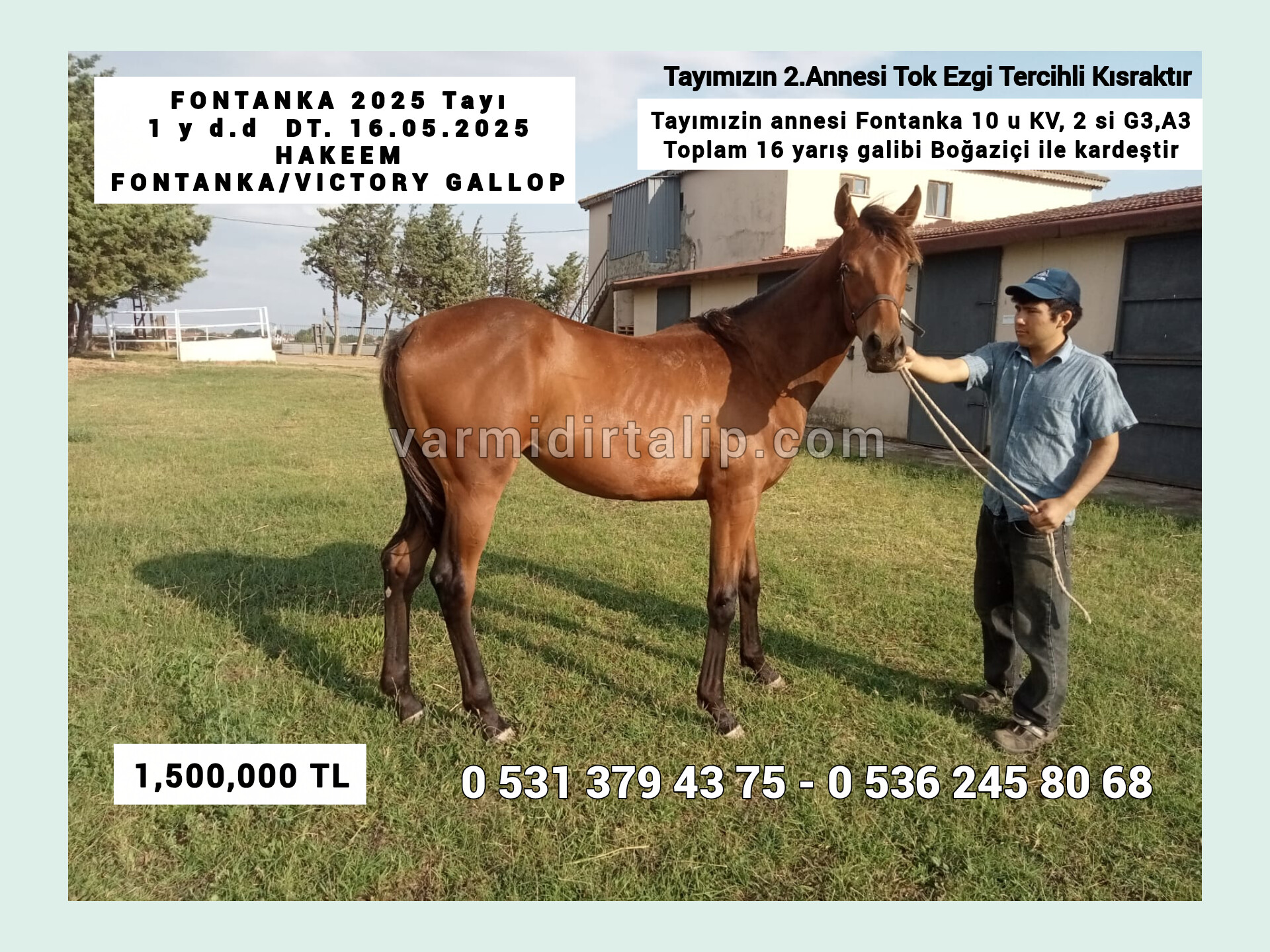 SATILIK(TERCİHLİ ANNELERDEN)HAKEEM,BATTLEGROUND VE NASUHOĞLU TAYLARI