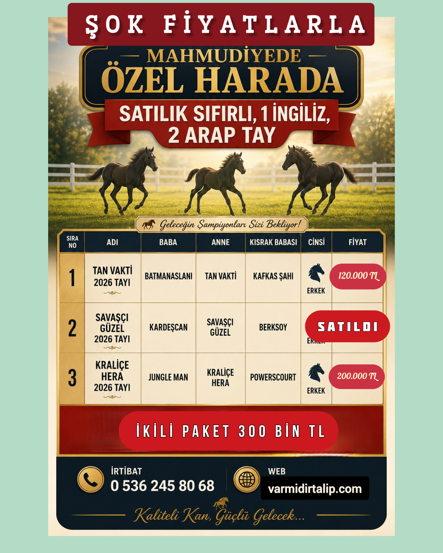 Savaşçı Güzel Ty (SATILDI)2026 DOĞUMLU ERKEK ARAP VE İNGİLİZ TAYLAR