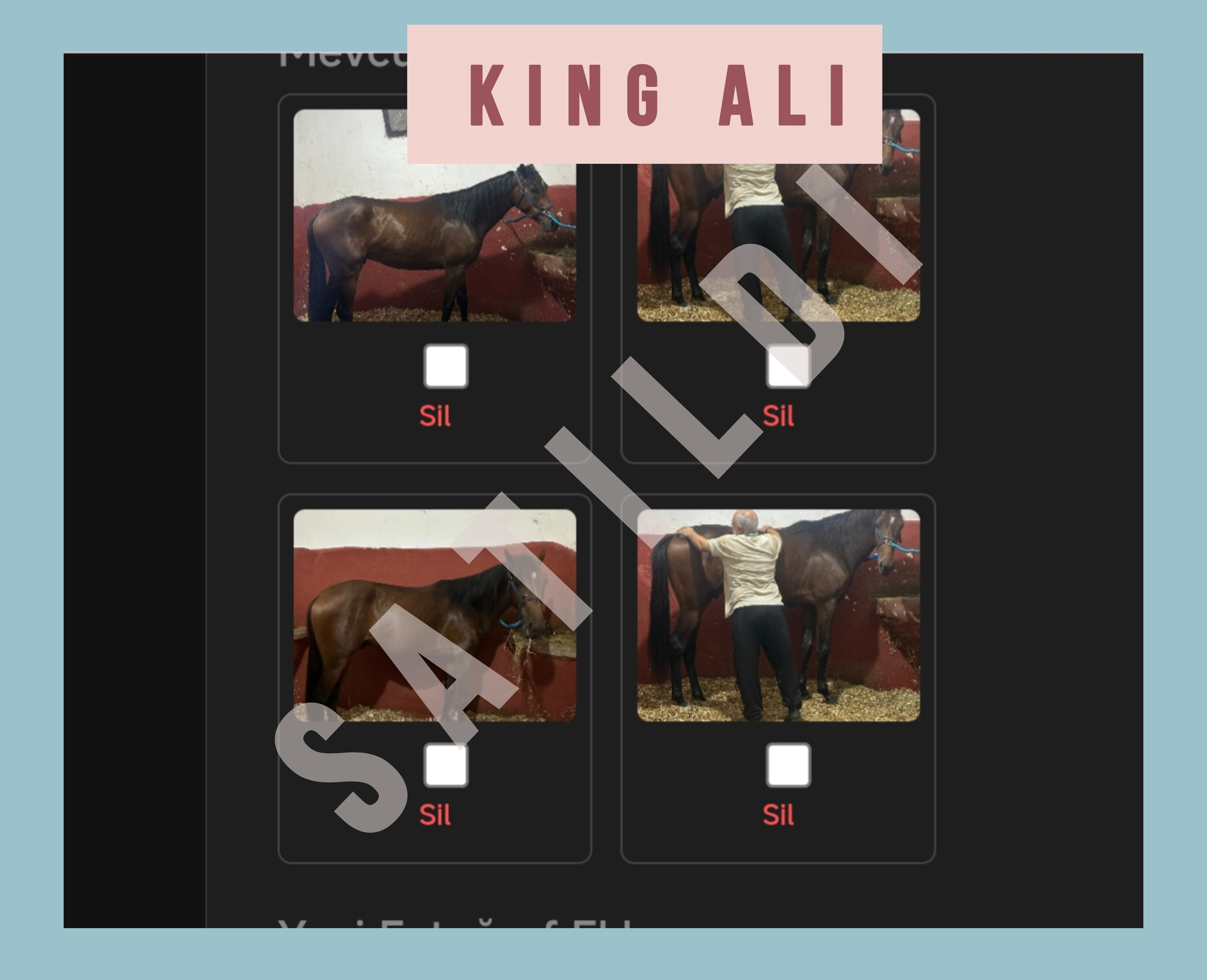 ( S A T I L D I )BURSA'DA KOŞAR DURUMDA 3 yş.KING ALİ,250 bin TL