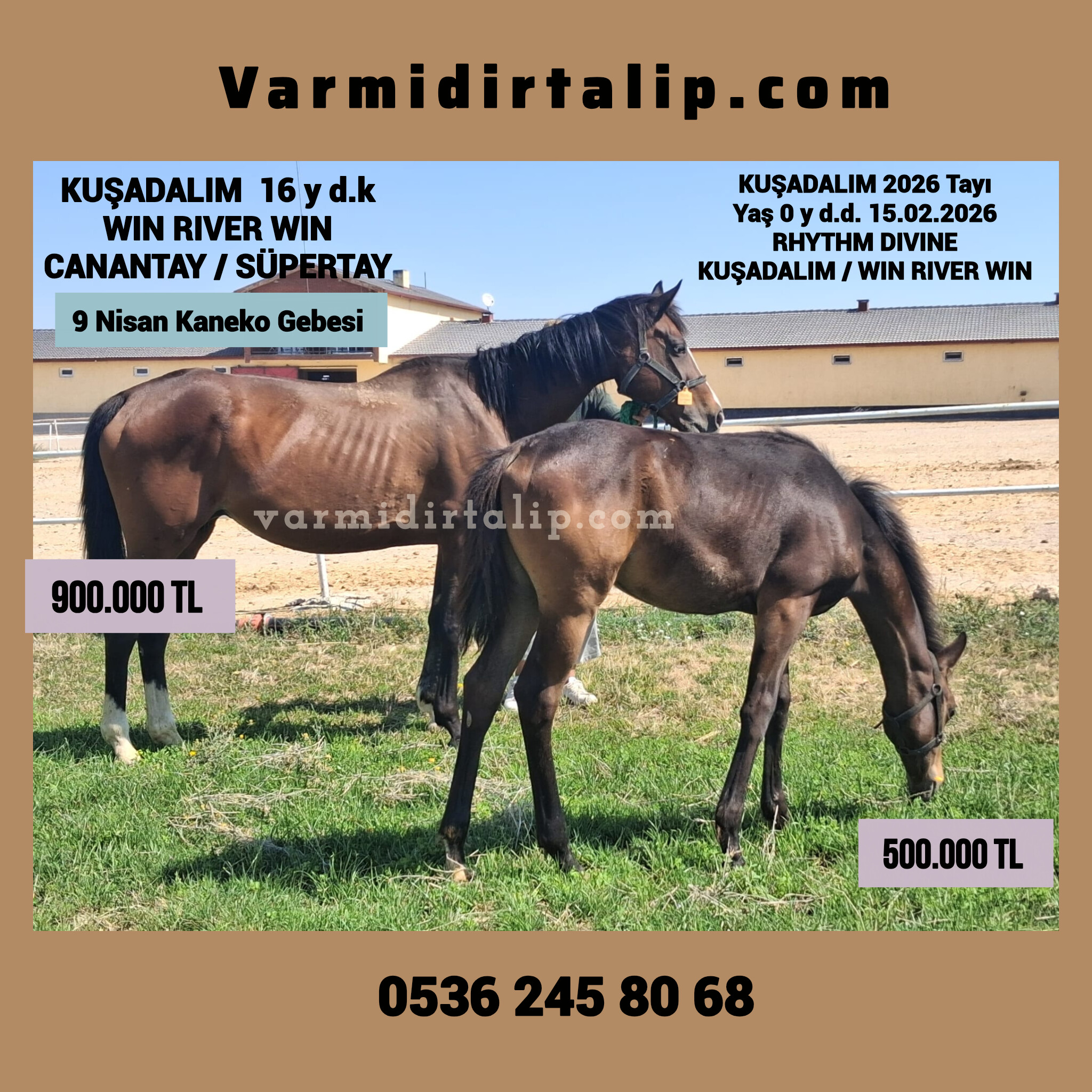 KANEKO GEBESİ DAMIZLIK VE RHYTHM DIVINE DİSİ TAYI