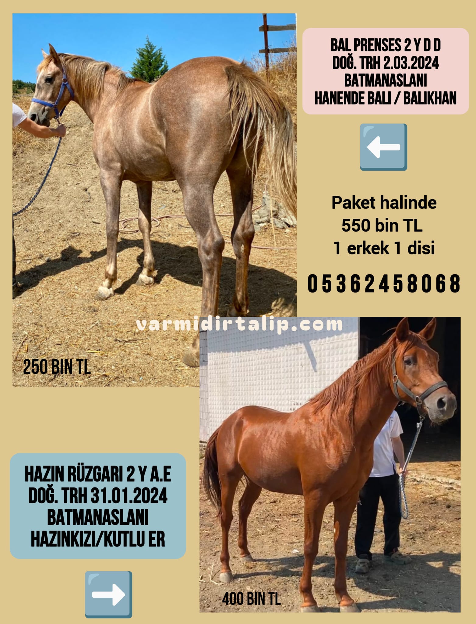 2 BUÇUKLU BİRİ ERKEK BİRİ DİŞİ  BATMANASLANI TAY  PAKET OLARAK İKİSİ 550 BİN TL.
