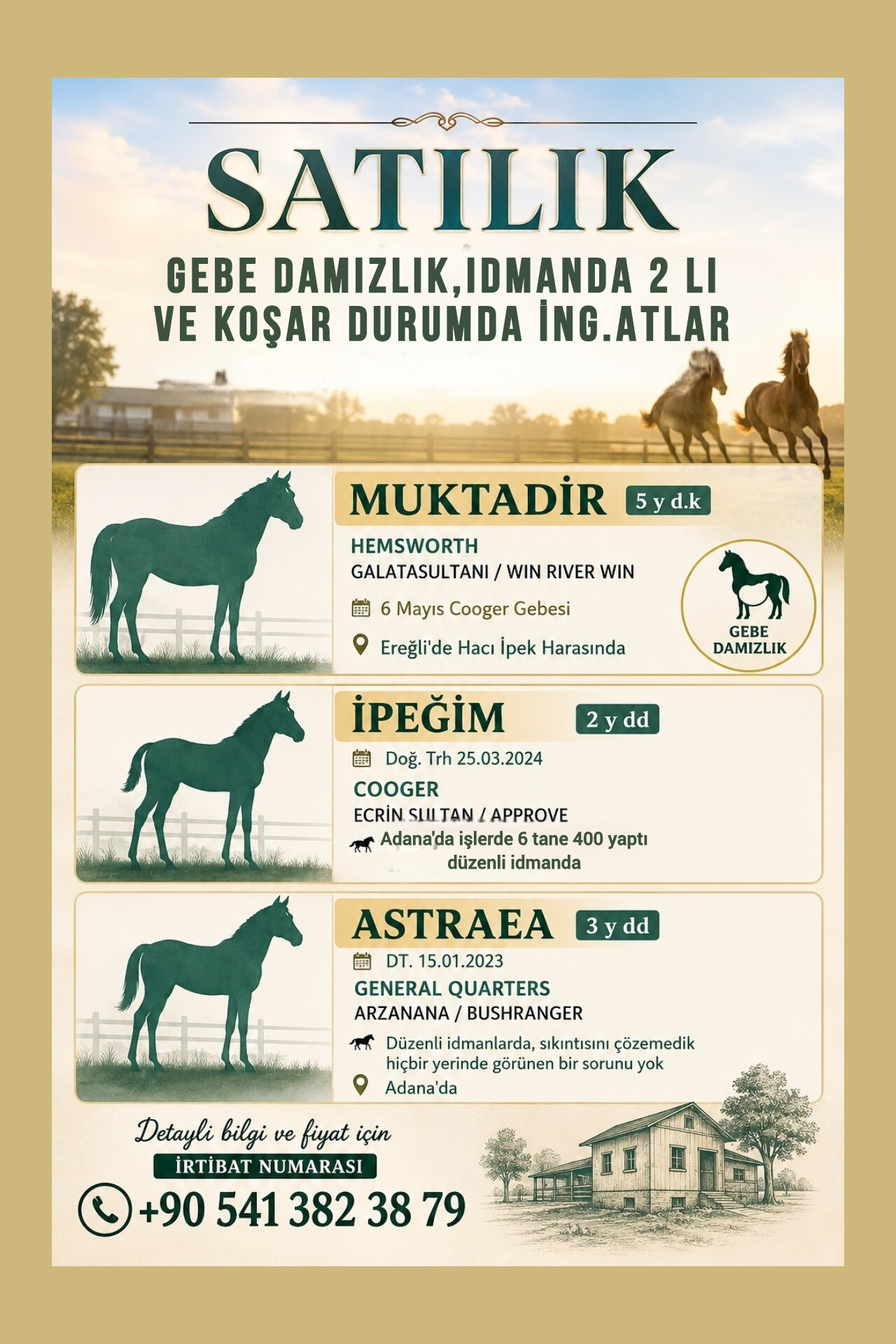 SATILIK COOGER GEBESİ DAMIZLIK,İDMANDA 2 Lİ VE KOŞAR DURUMDA İNGİLİZ ATLAR 