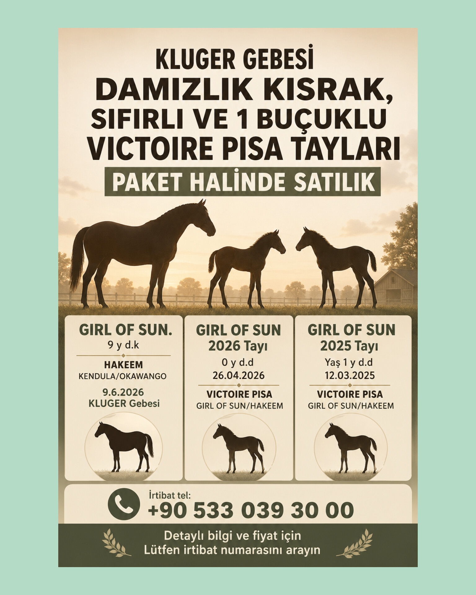 KLUGER GEBESİ DAMIZLIK KISRAK,SIFIRLI VE 1 BUÇUKLU VICTOIRE PISA TAYLARI PAKET HALİNDE SATILIK