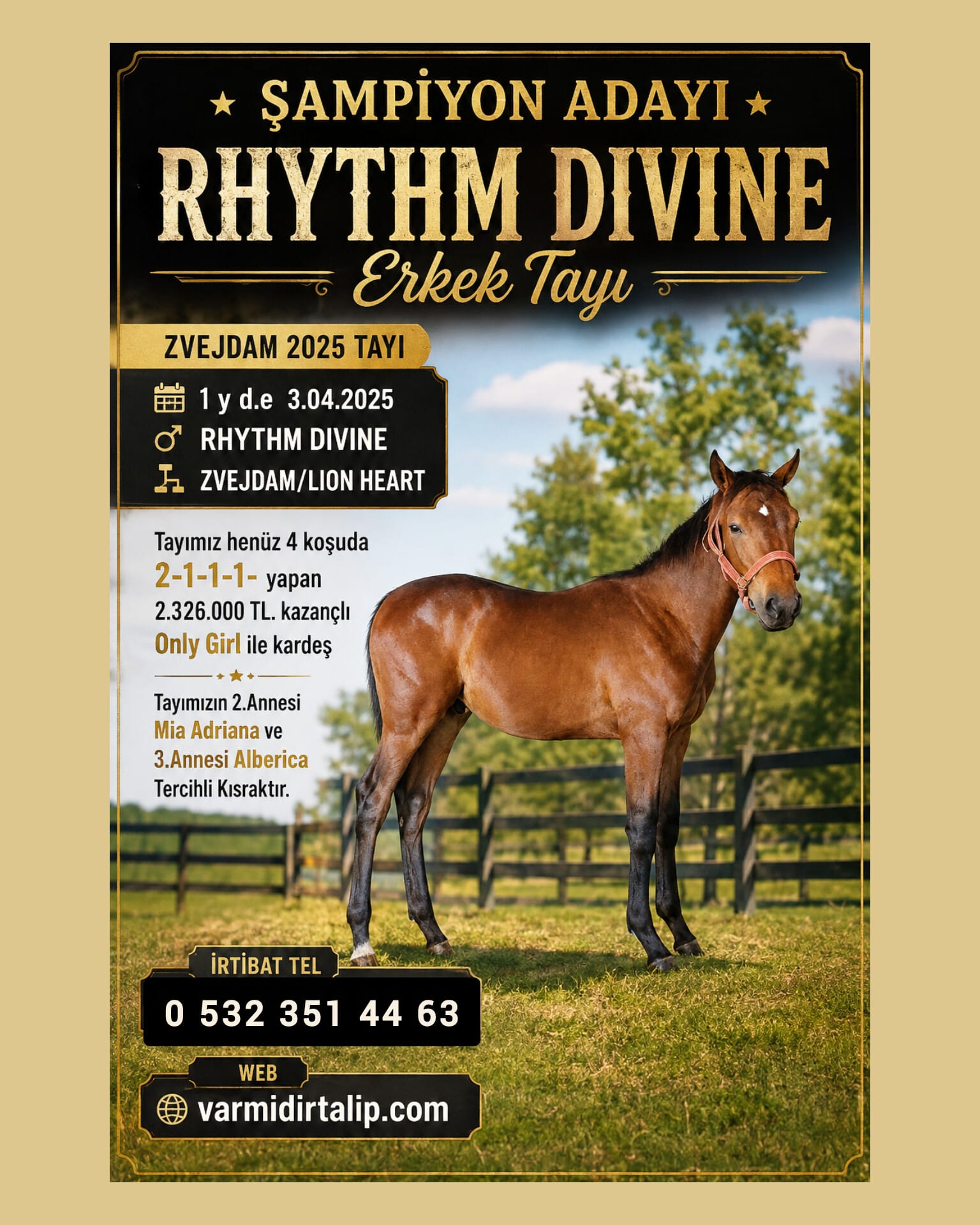 SATILIK ŞAMPİYON ADAYI RHYTHM DIVINE ERKEK TAYI ZVEJDAM 2025