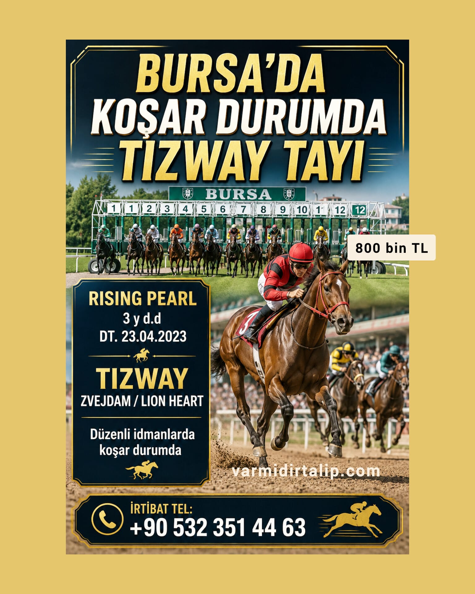BURSA'DA KOŞAR DURUMDA 3 YŞ. RISING PEARL