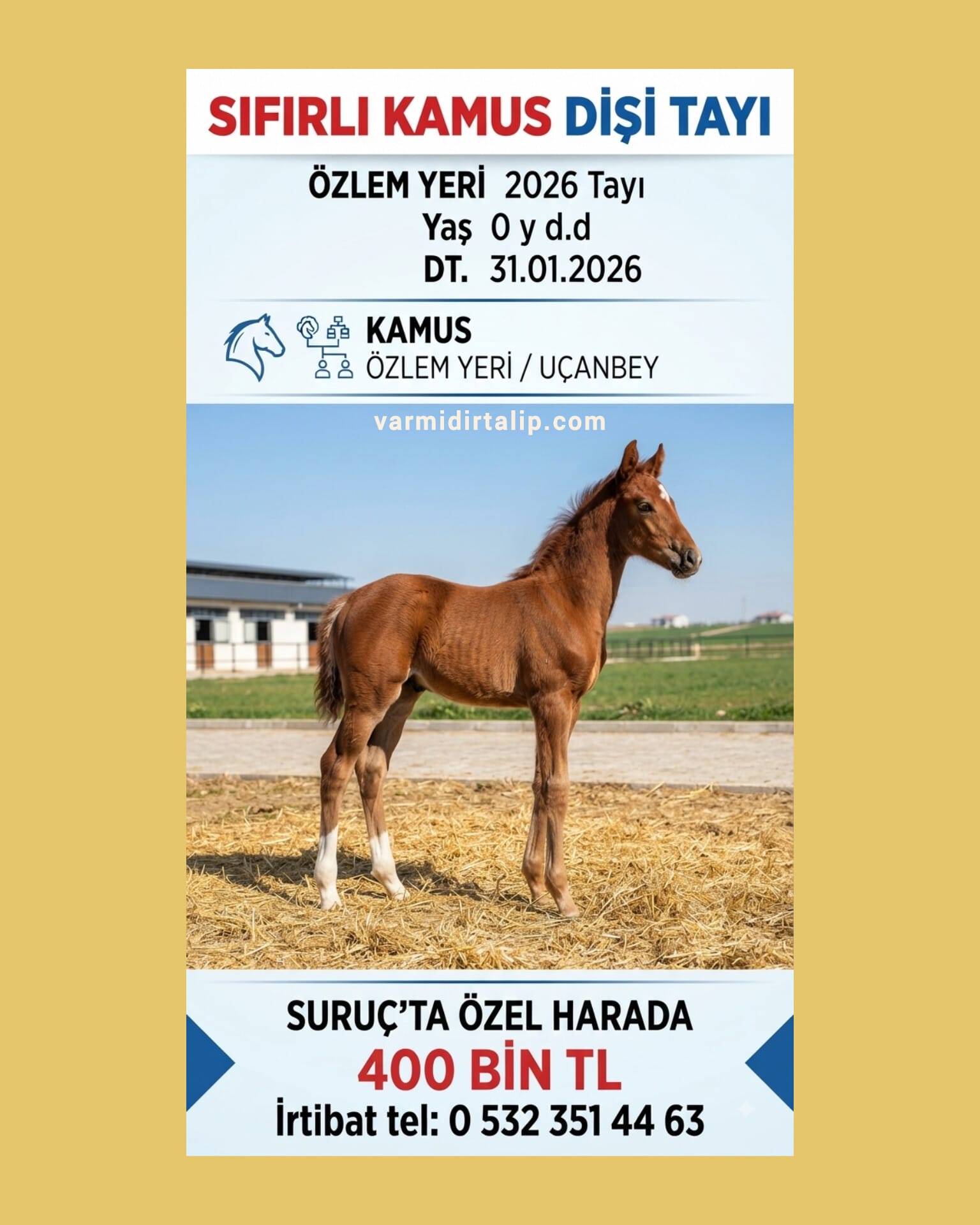 SIFIRLI KAMUS ARAP TAYI ÖZLEM YERİ 2026