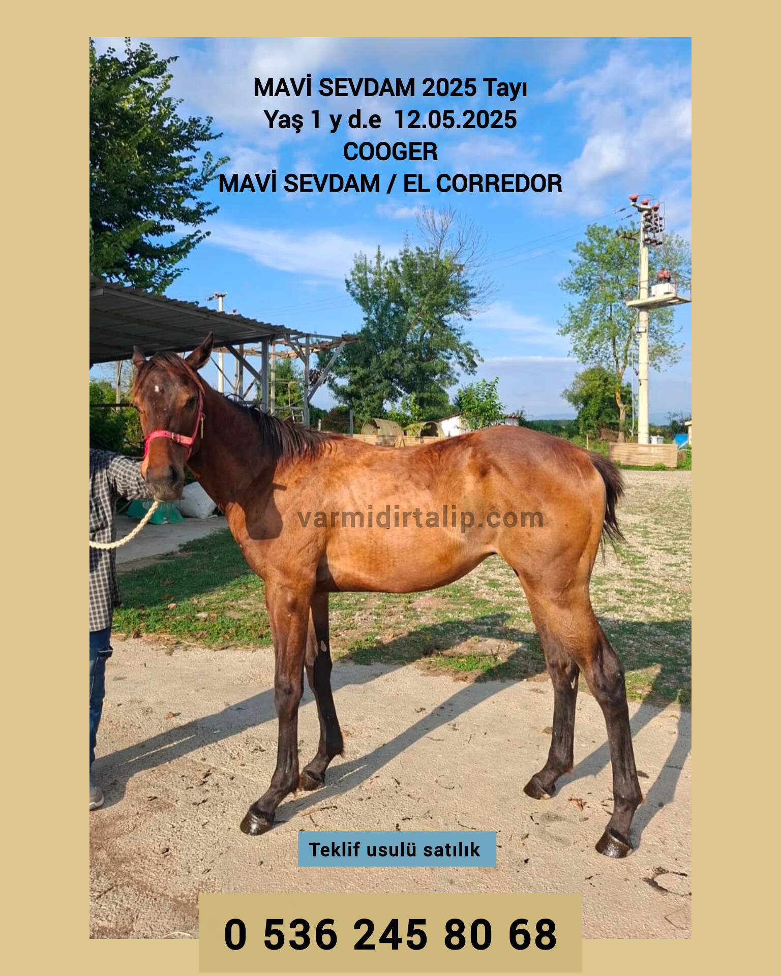 TEKLİF USULÜ SATILIK 1 BUÇUKLU MYBOYCHARLIE,VICTOIRE PISA,ELARQAM VE COOGER TAYLARI  