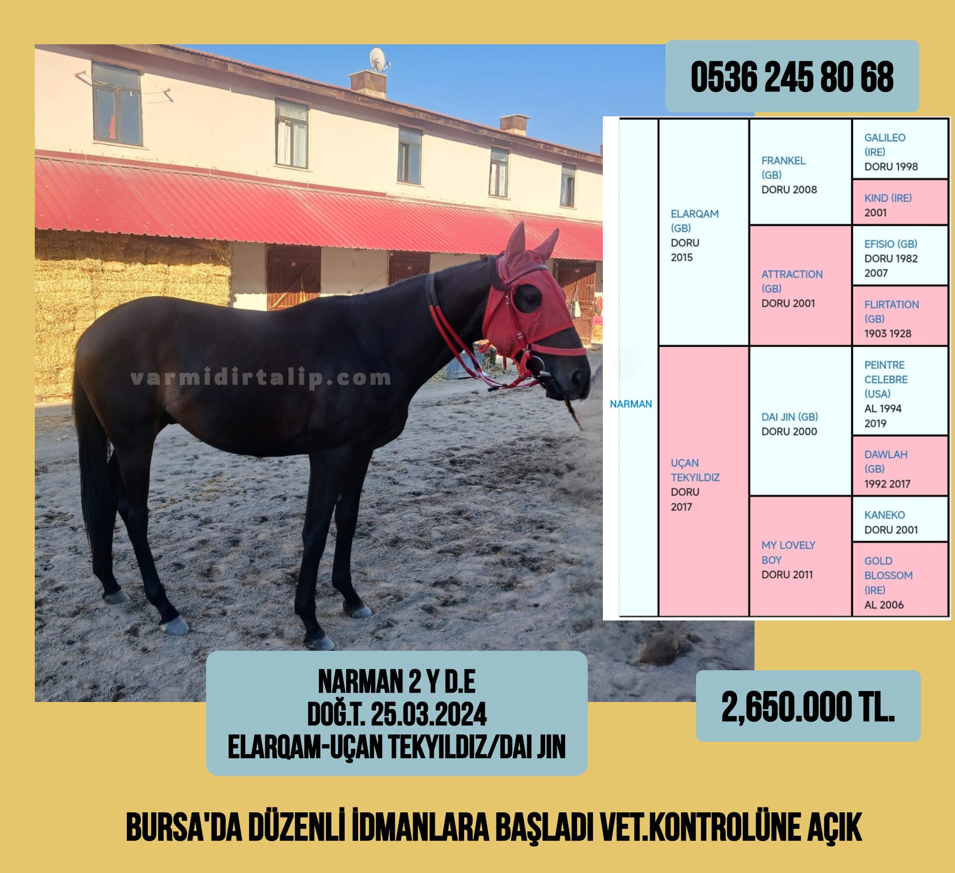 BURSA'DA KOŞMAYA YAKIN ELARQAM ERKEK TAYI NARMAN