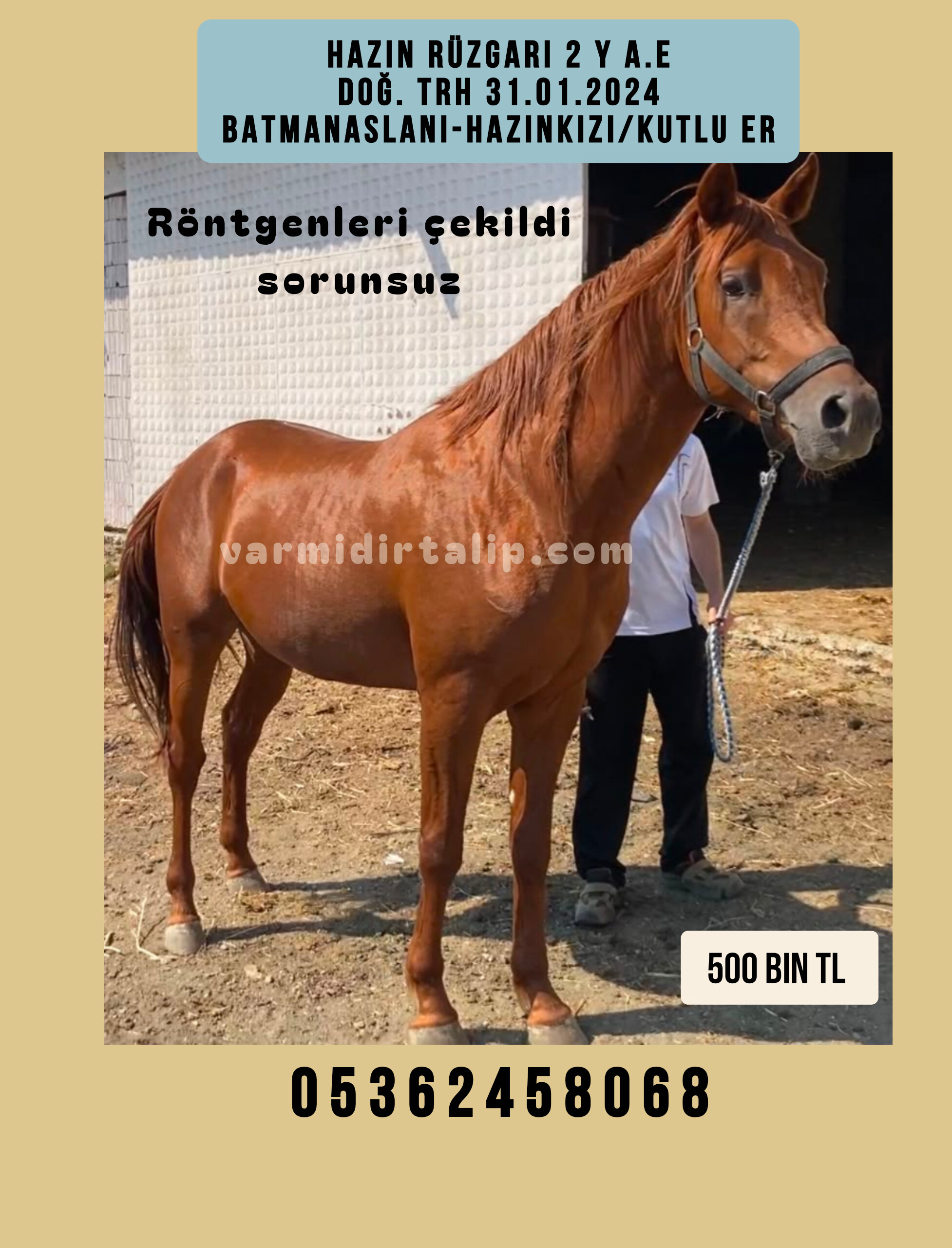 2 BUÇUKLU  ERKEK (DİŞİ SATILDI) BATMANASLANI TAY  500 BİN TL.