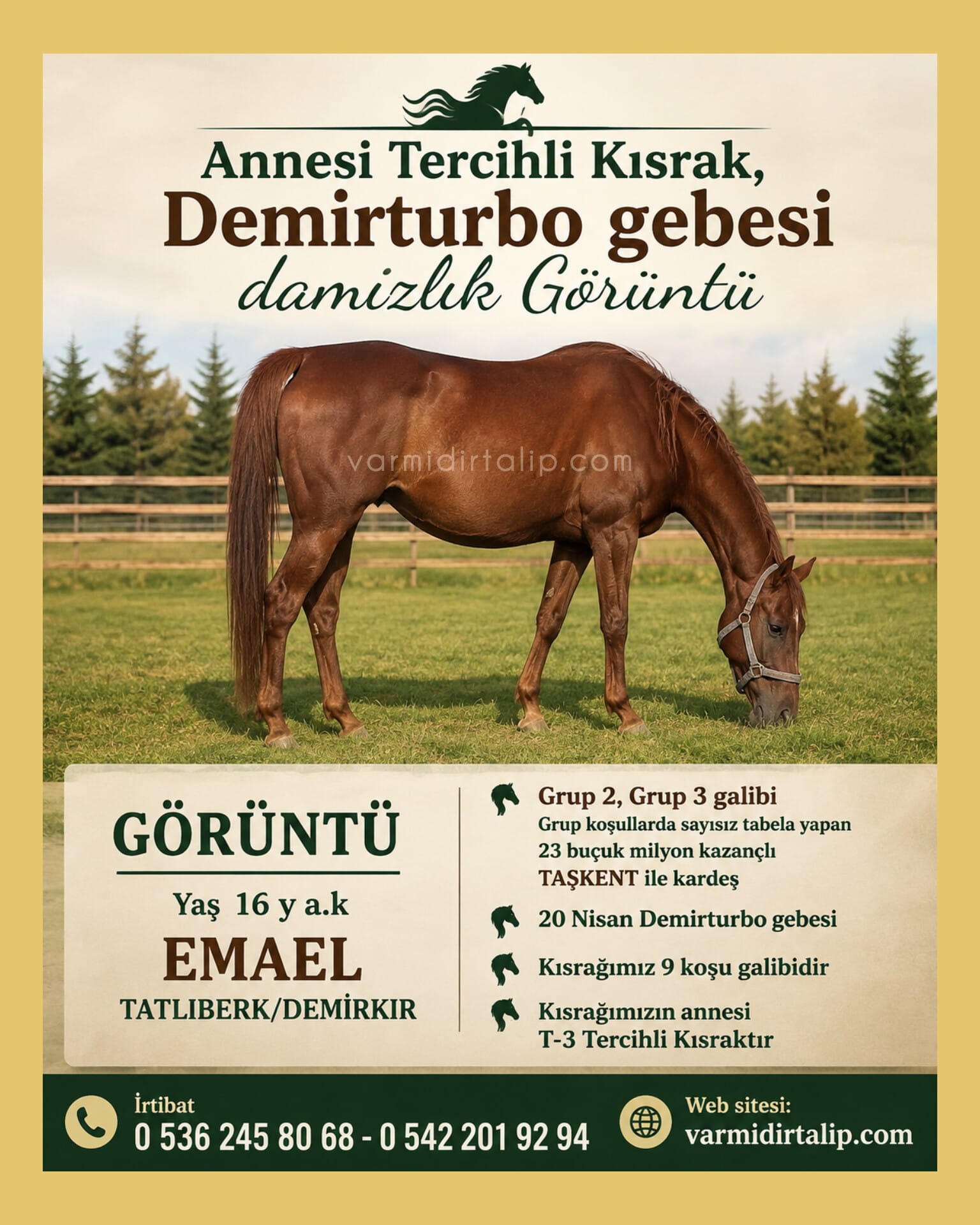 ANNESİ T-3 TERCİHLİ KISRAK, GÖRÜNTÜ (DEMİRTURBO)GEBESİ 