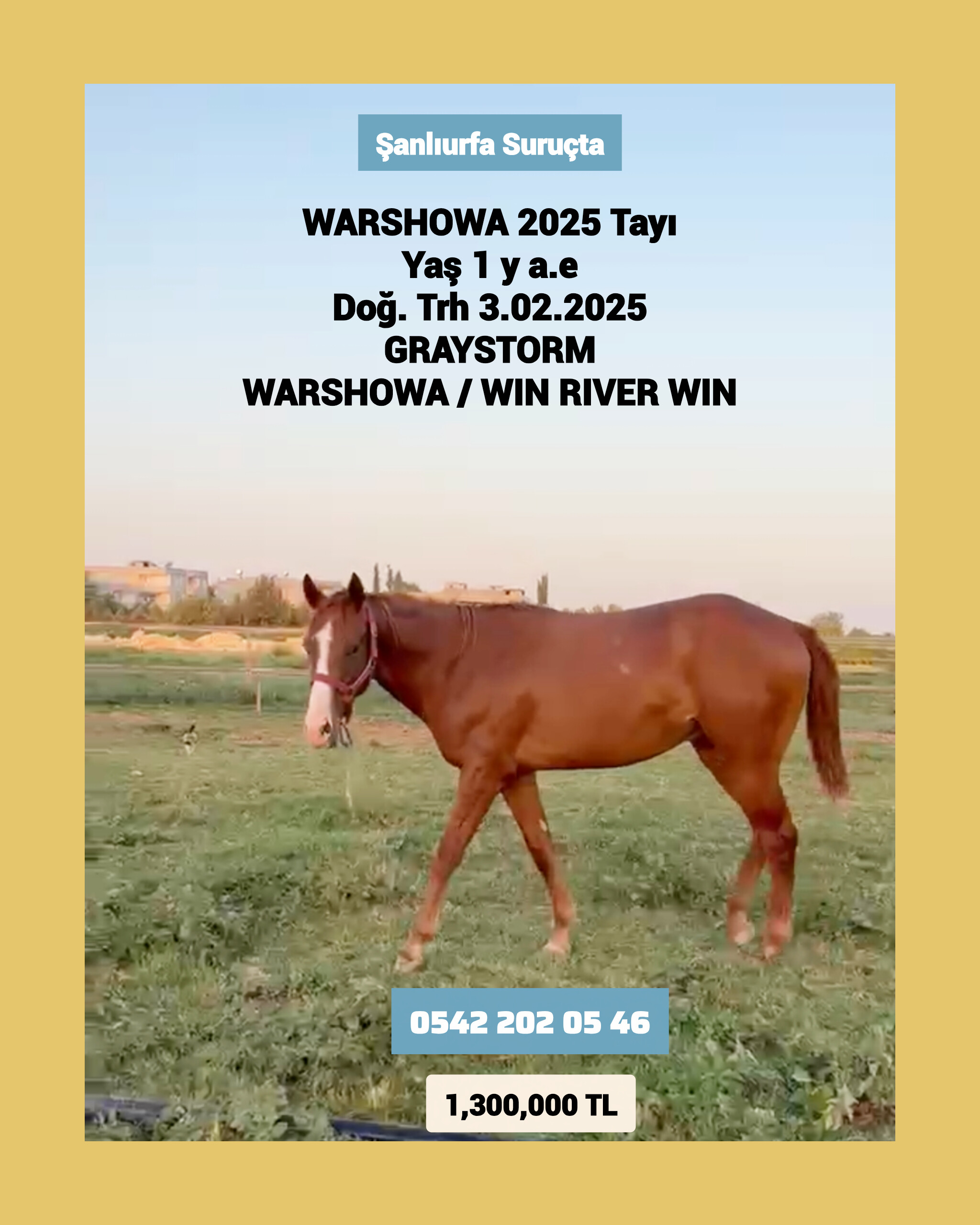 1 BUÇUKLU GRAYSTORM ERKEK WARSHOWA 2025 Tayı 