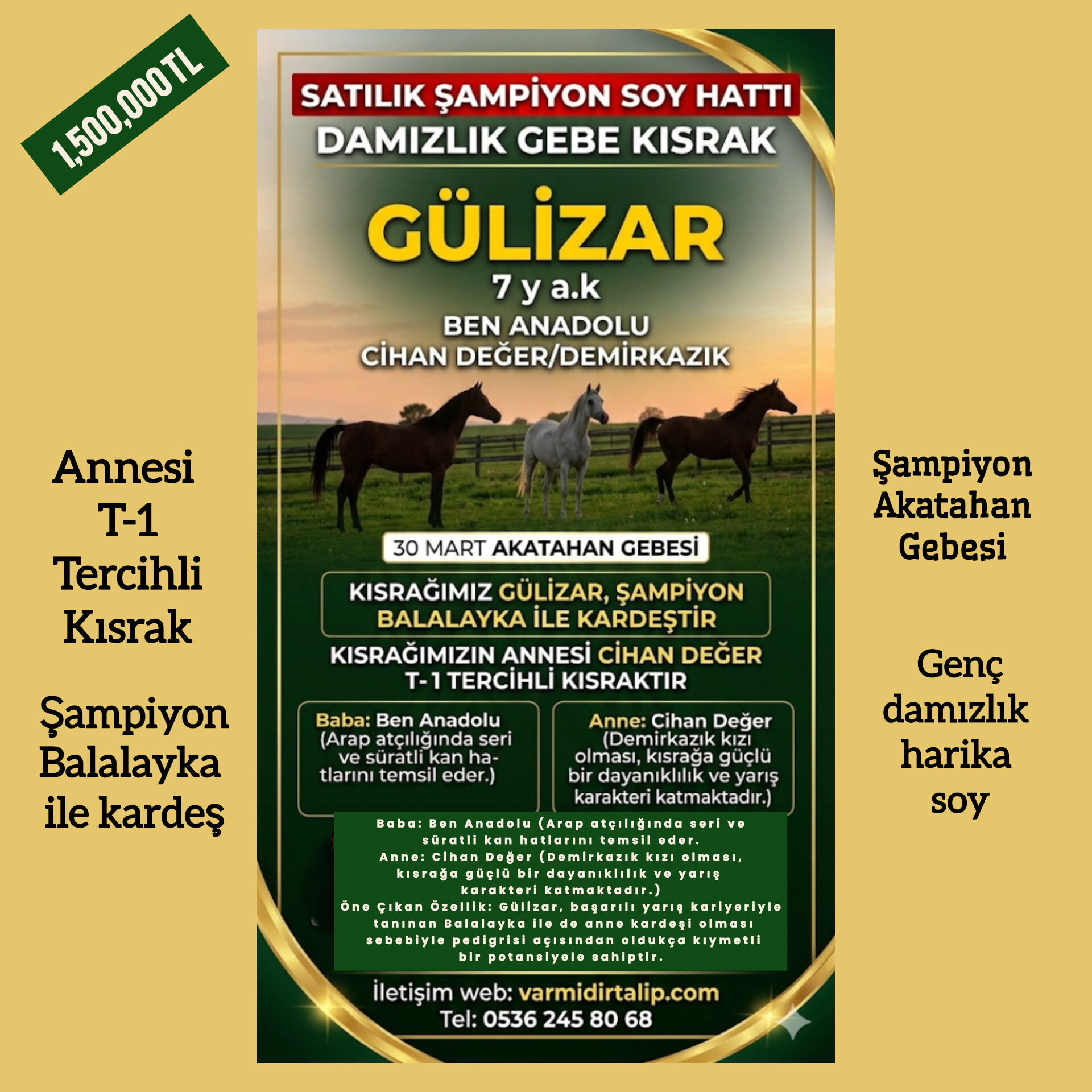 ŞAMPİYON AKATAHAN GEBESİ GÜLİZAR  SATIŞA SUNULDU (ŞAMPİYON BALALAYKA İLE KARDEŞ) ANNESİ T1 TERCİHLİ