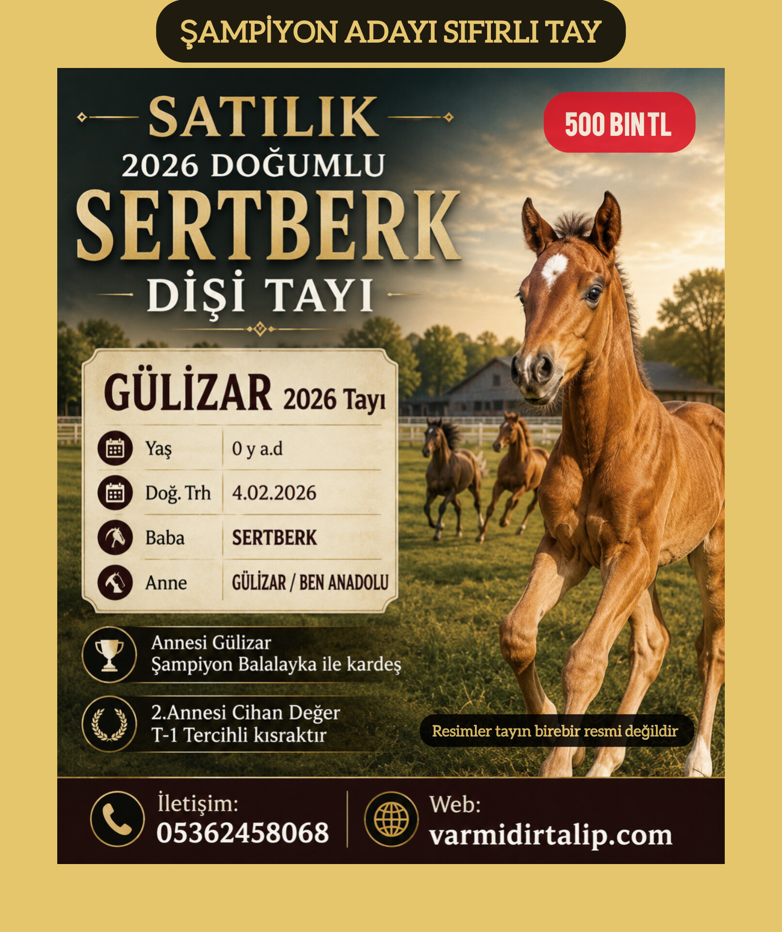 ŞAMPİYON ADAYI SERTBERK & GÜLİZAR 2026 Tayı(ANNESİ BALALAYKA İLE KARDEŞ)