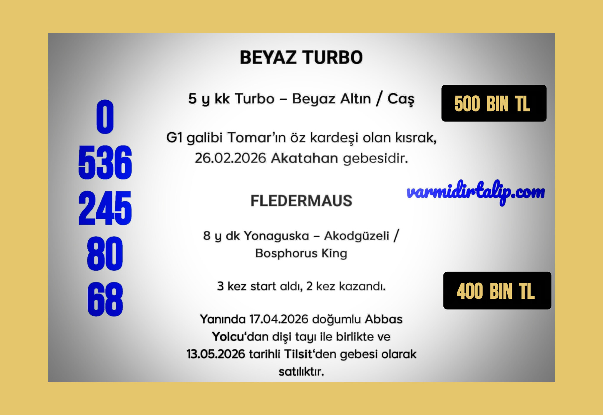 AKATAHAN GEBESİ TURBO KIZI DAMIZLIK ve YONAGUSKA KIZI,TILSIT GEBESİ DAMIZLIK YANINDA ABBAS YOLCU TAYI 