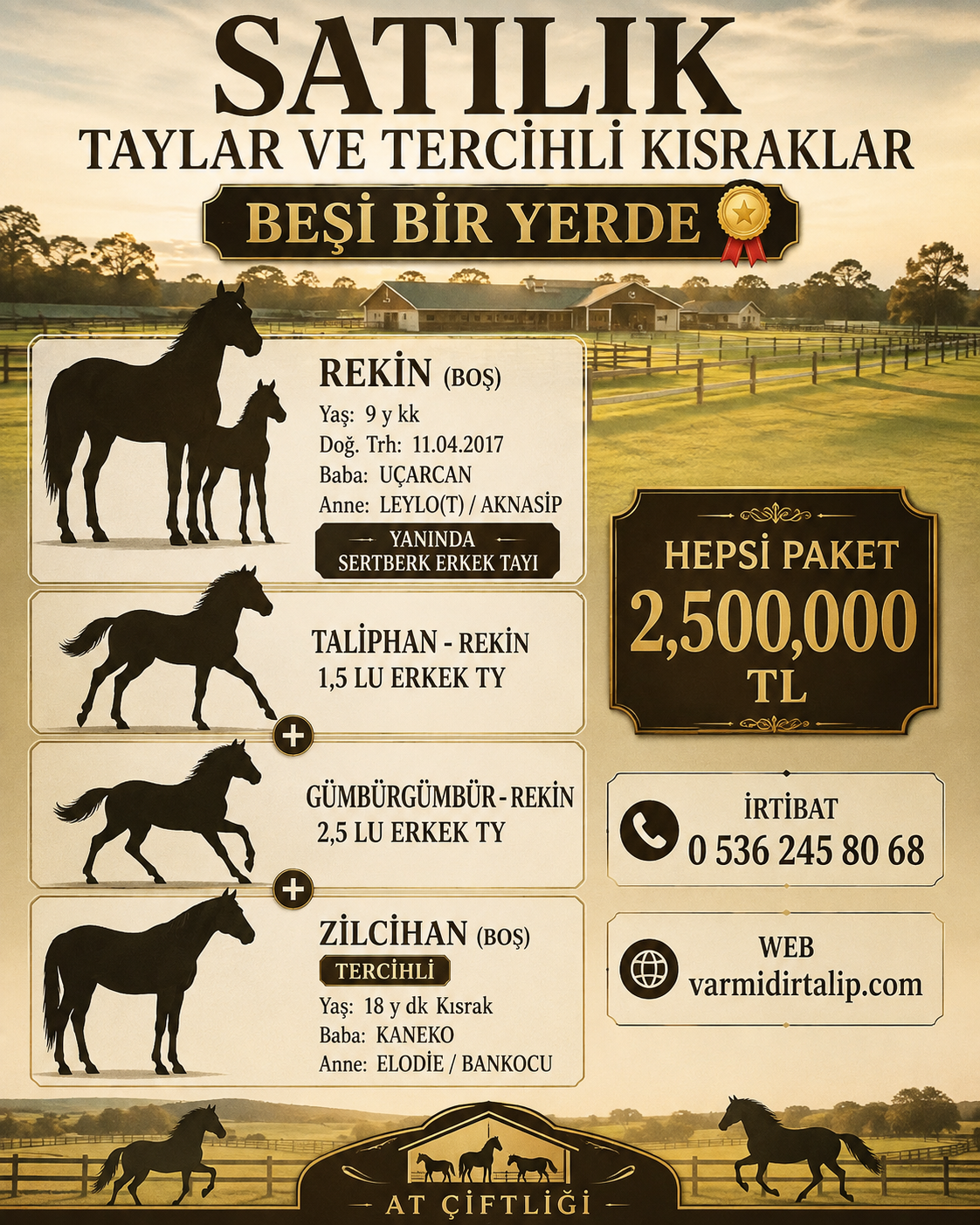 Paket Halinde BEŞİ BİYERDE 2,500,000 TL.(Taylı Tercihli Kısrak,1,5 lu - 2,5 lu Arap taylar İngiliz Tercihli Kısrak)