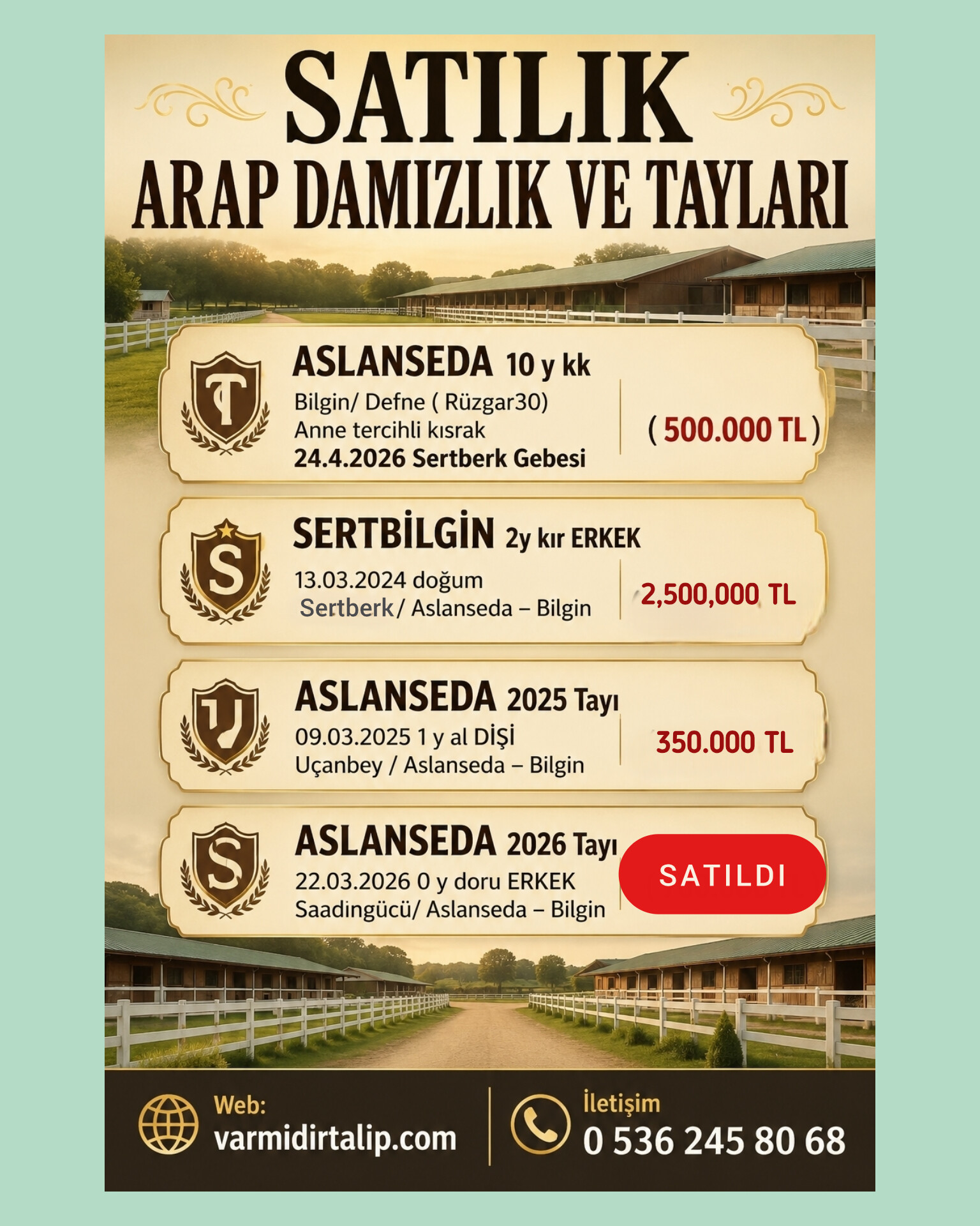 SATILIK ARAP DAMIZLIK ASLANSEDA VE 3 TAYI (Aslanseda2026 tayı SATILDI)