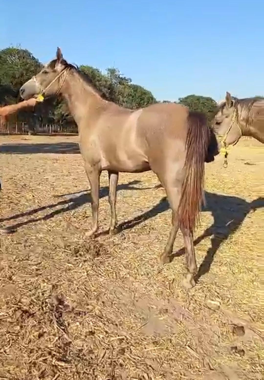 Galeri