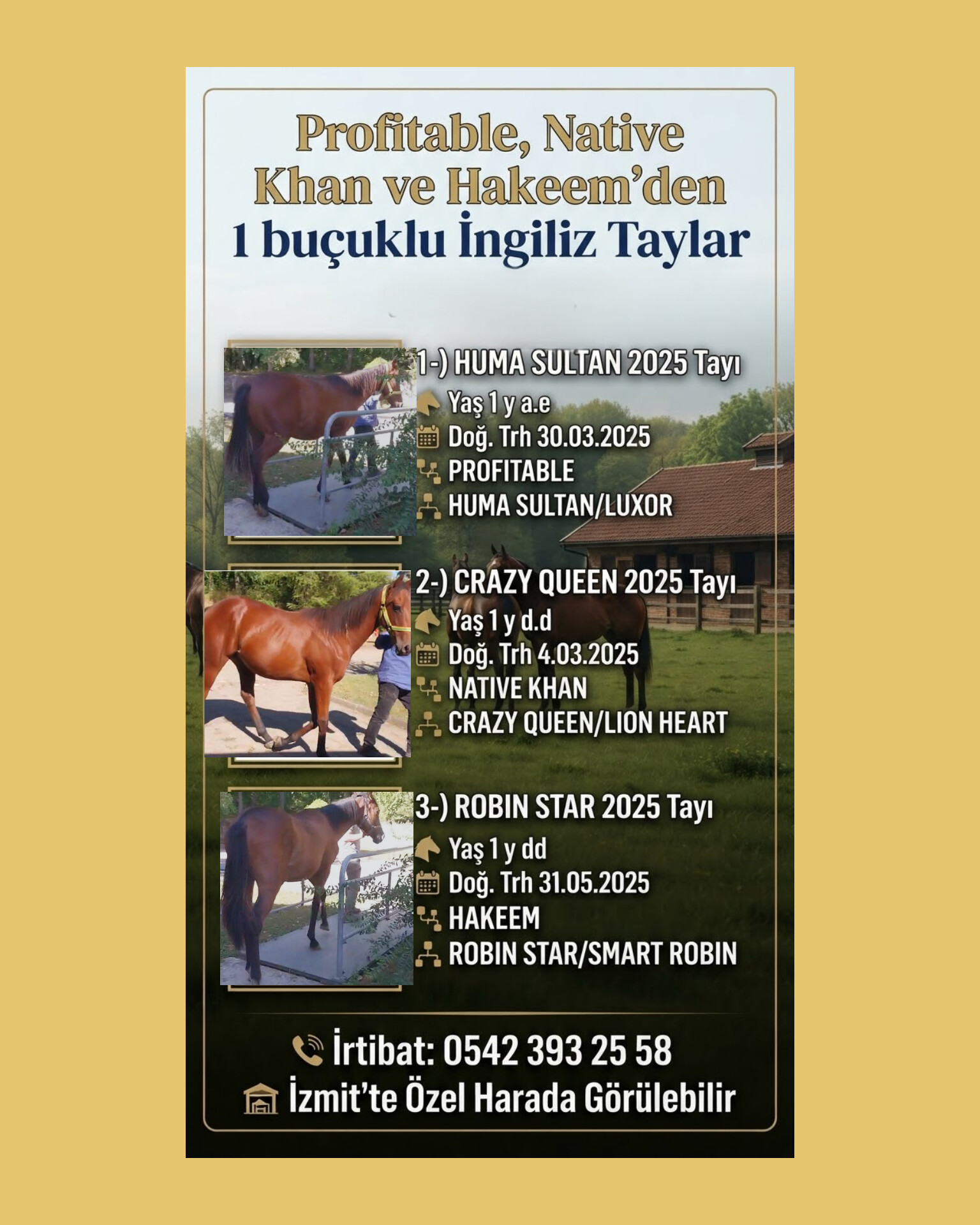 1 BUÇUKLU SATILIK,NATIVE KHAN,PROFITABLE VE HAKEEM TAYLARI 